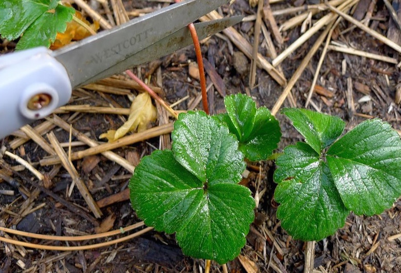 i Как отрывать усы у клубники