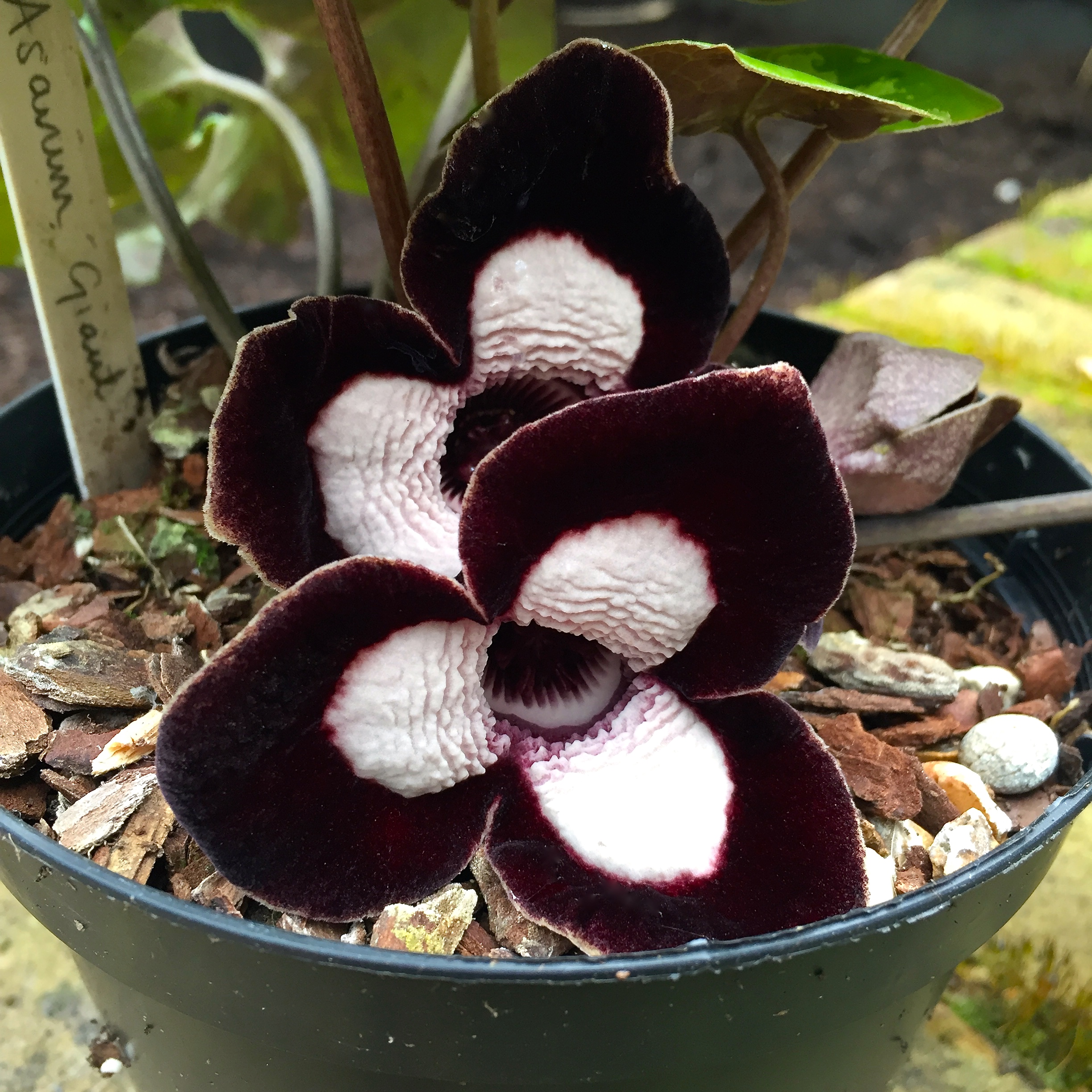 Daily Flower Candy: Asarum delavayi 'Giant' – The Frustrated Gardener