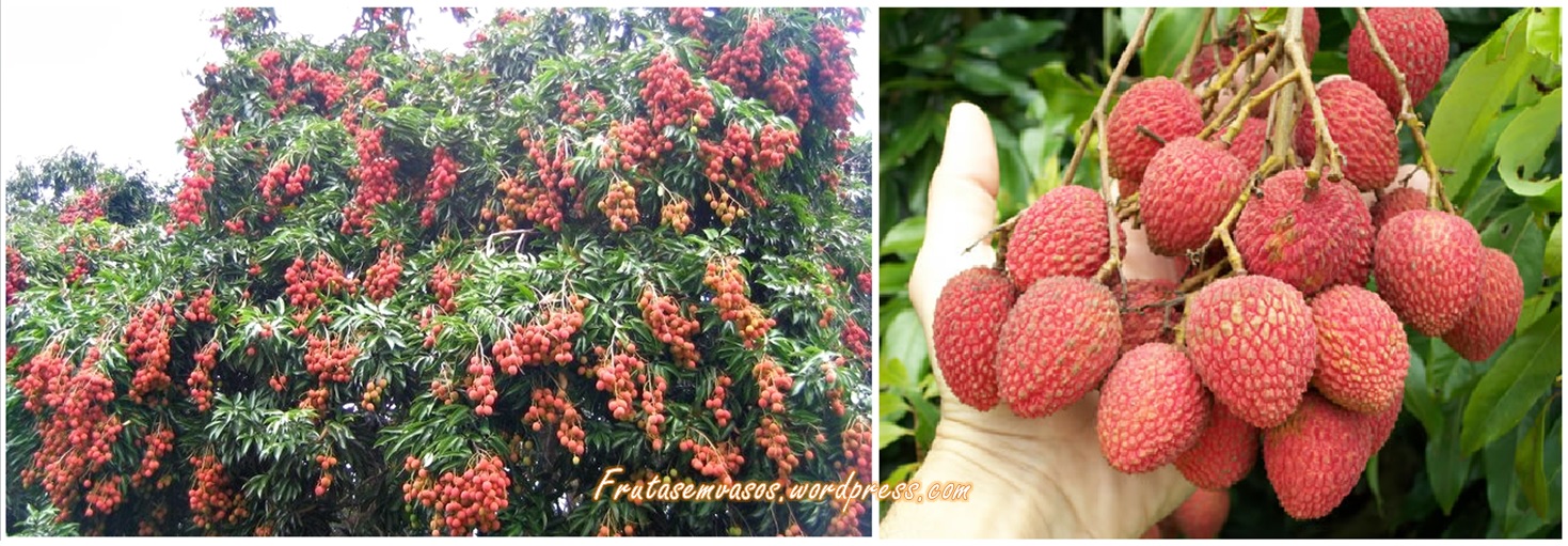 Lichia Litchi Chinensis