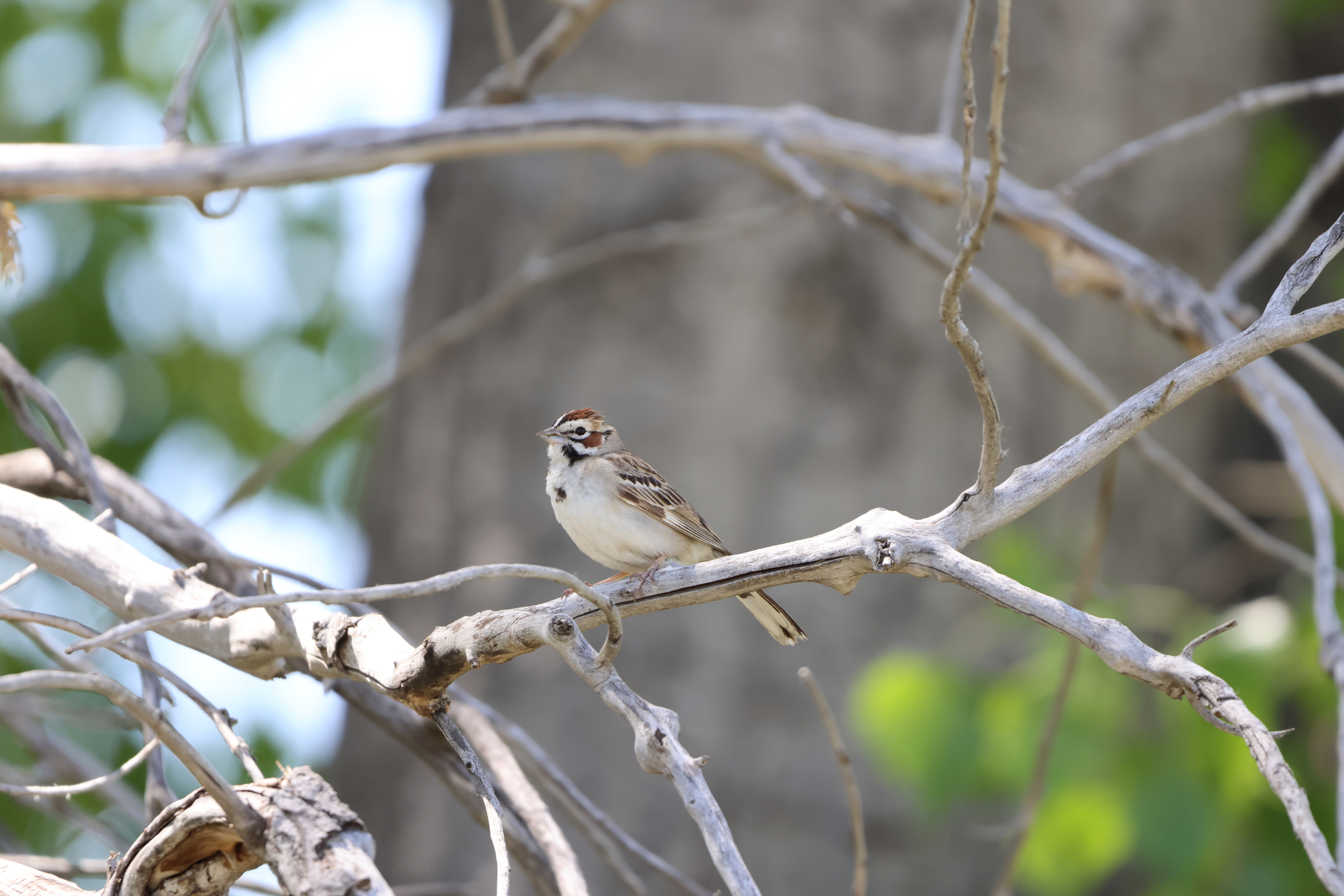 Lark Sparrow
