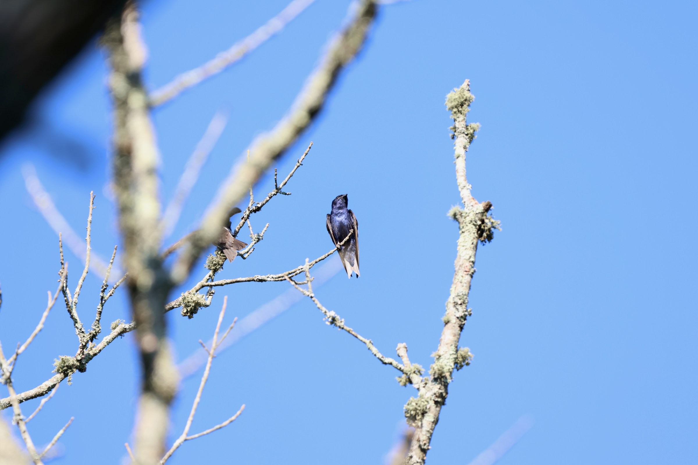 Purple Martin