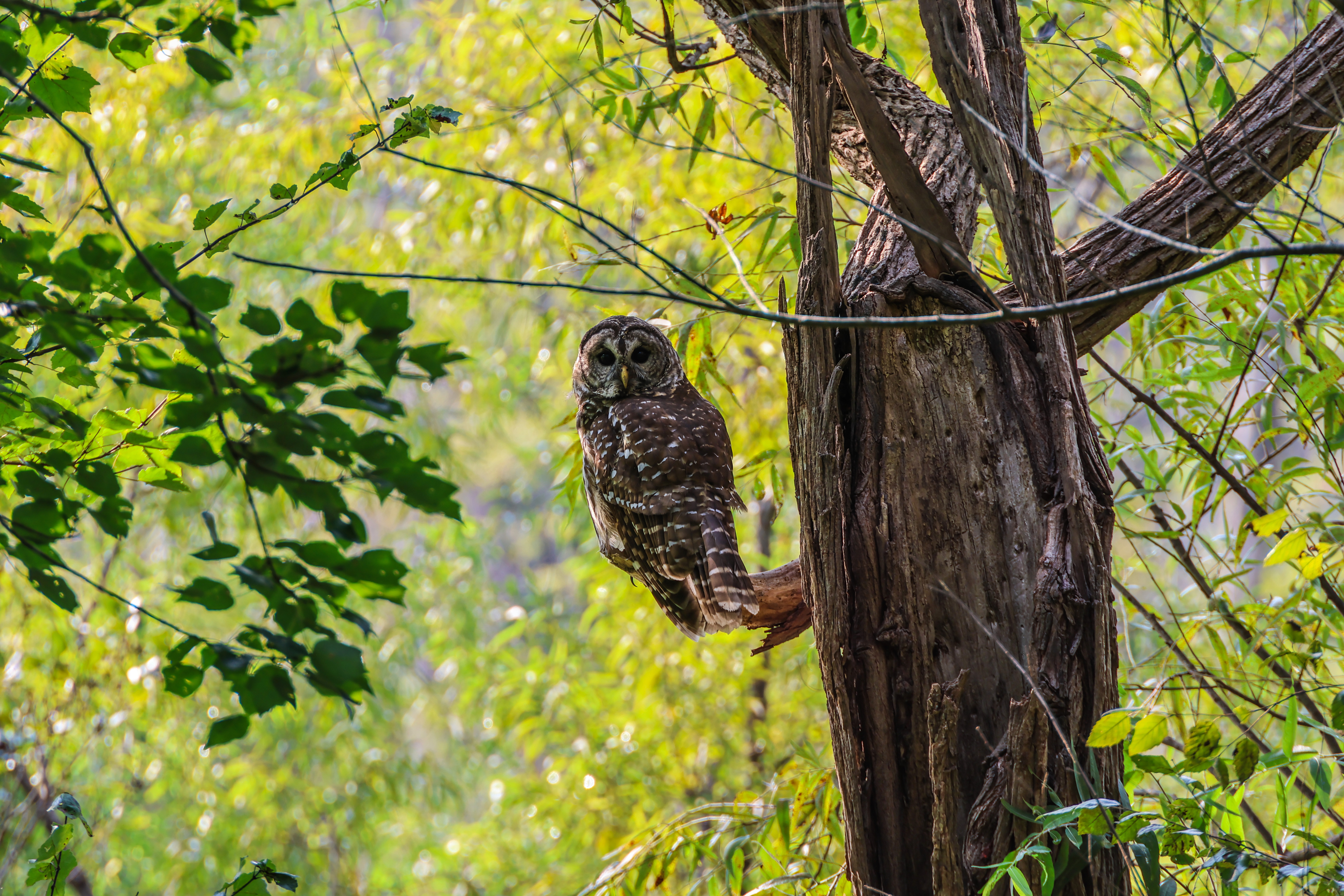 Barred Owl