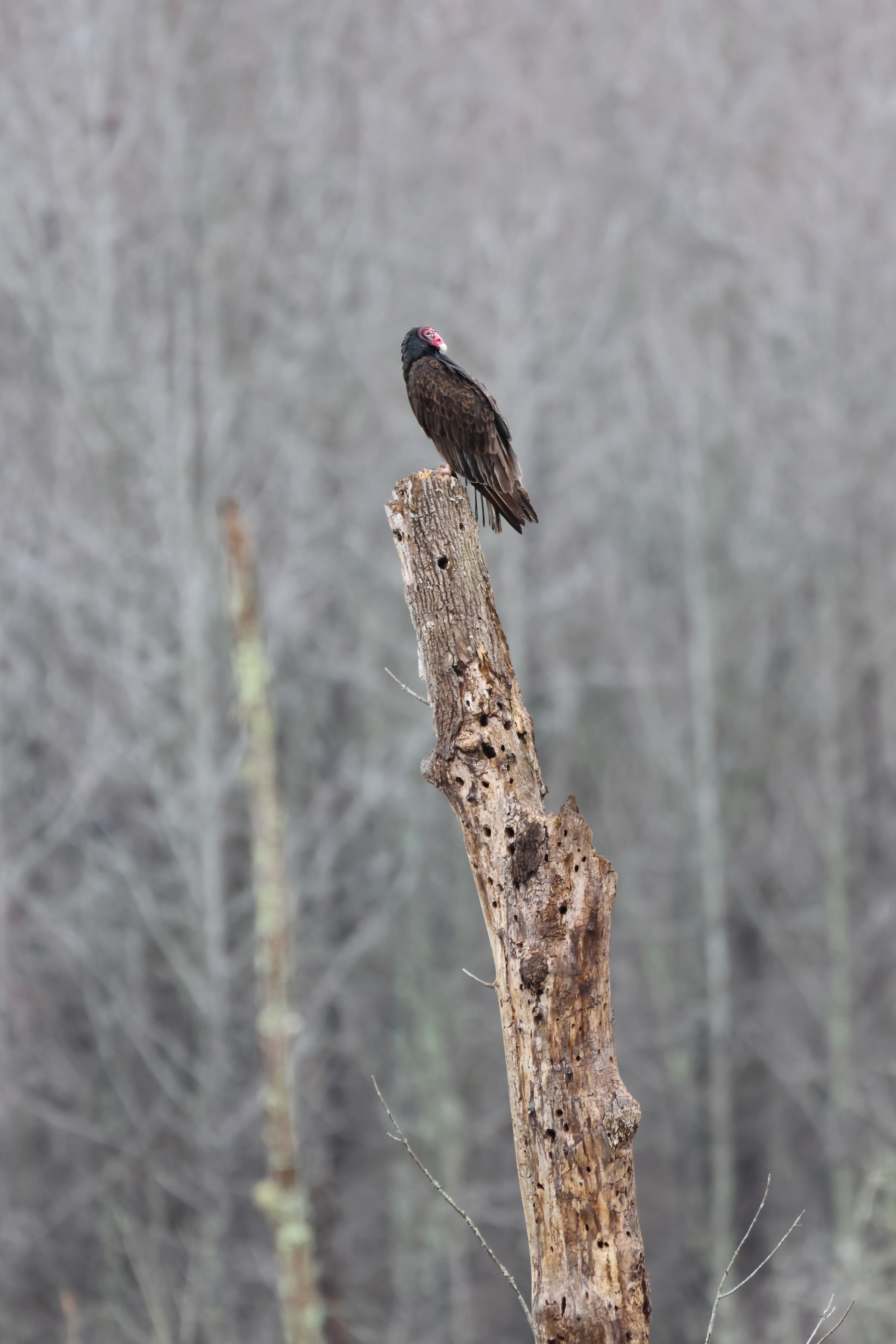 Turkey Vulture