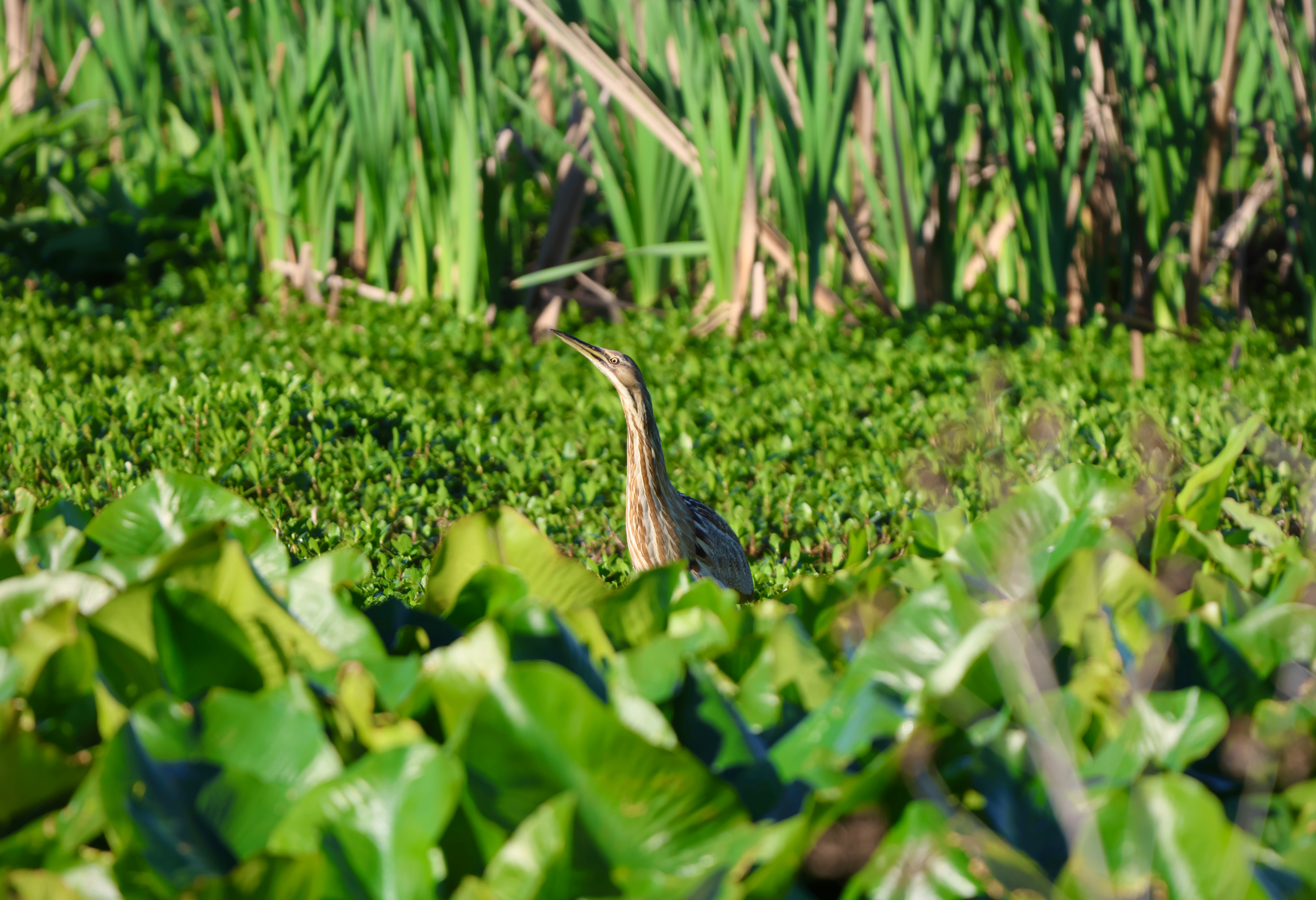 American Bittern