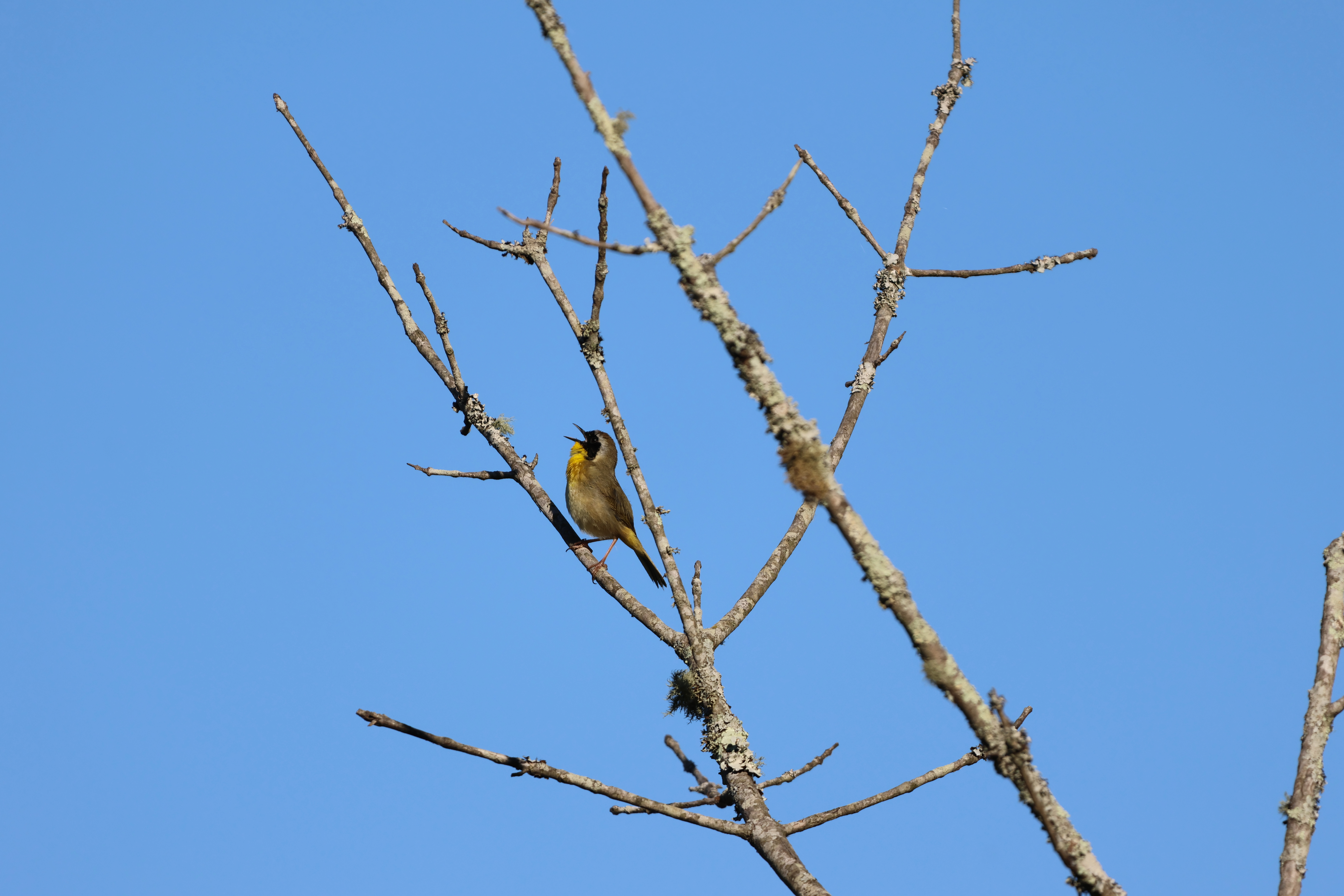 Common Yellowthroat