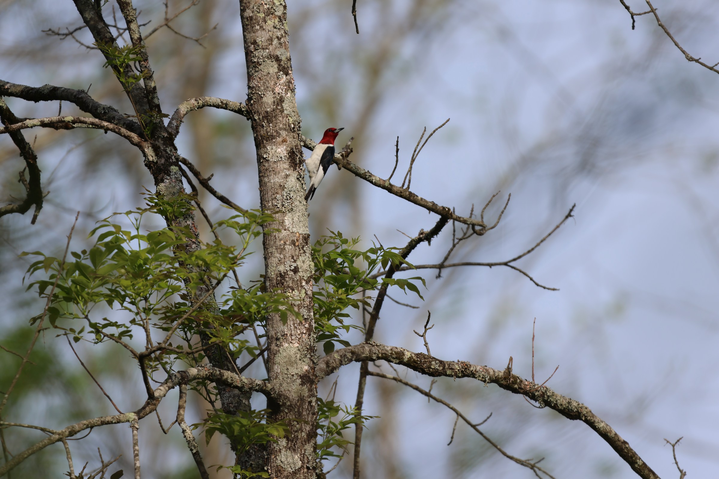 Red-headed Woodpecker
