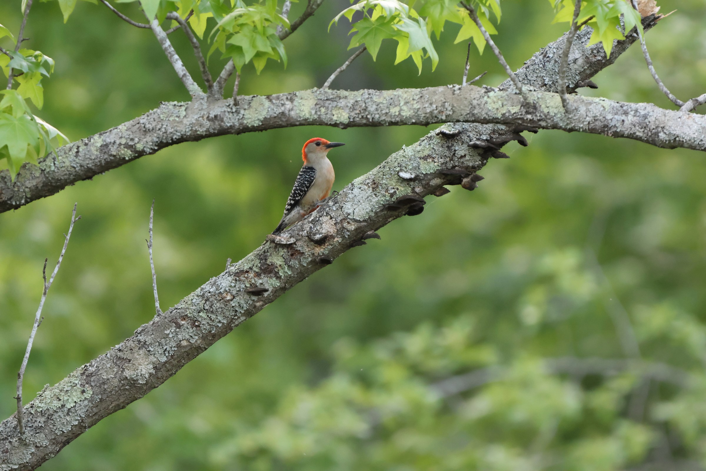 Red-bellied Woodpecker
