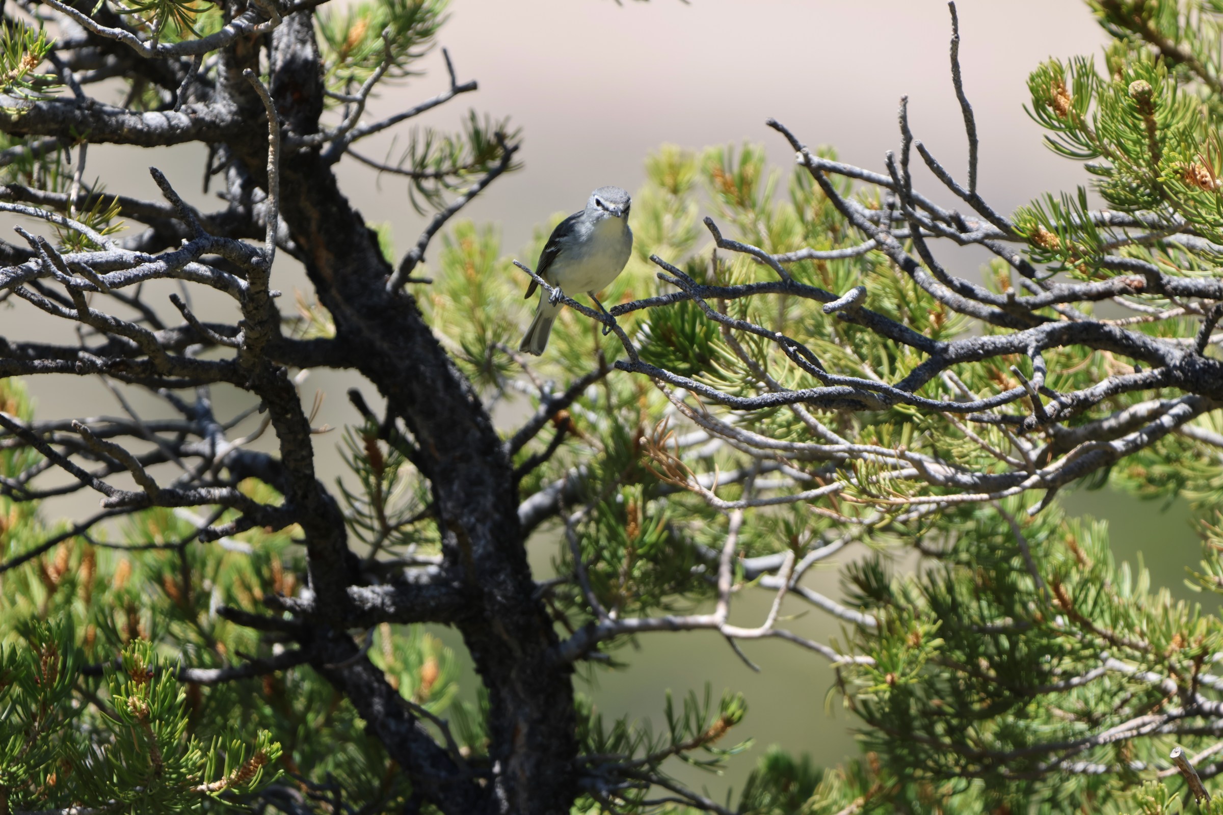 Plumbeous Vireo