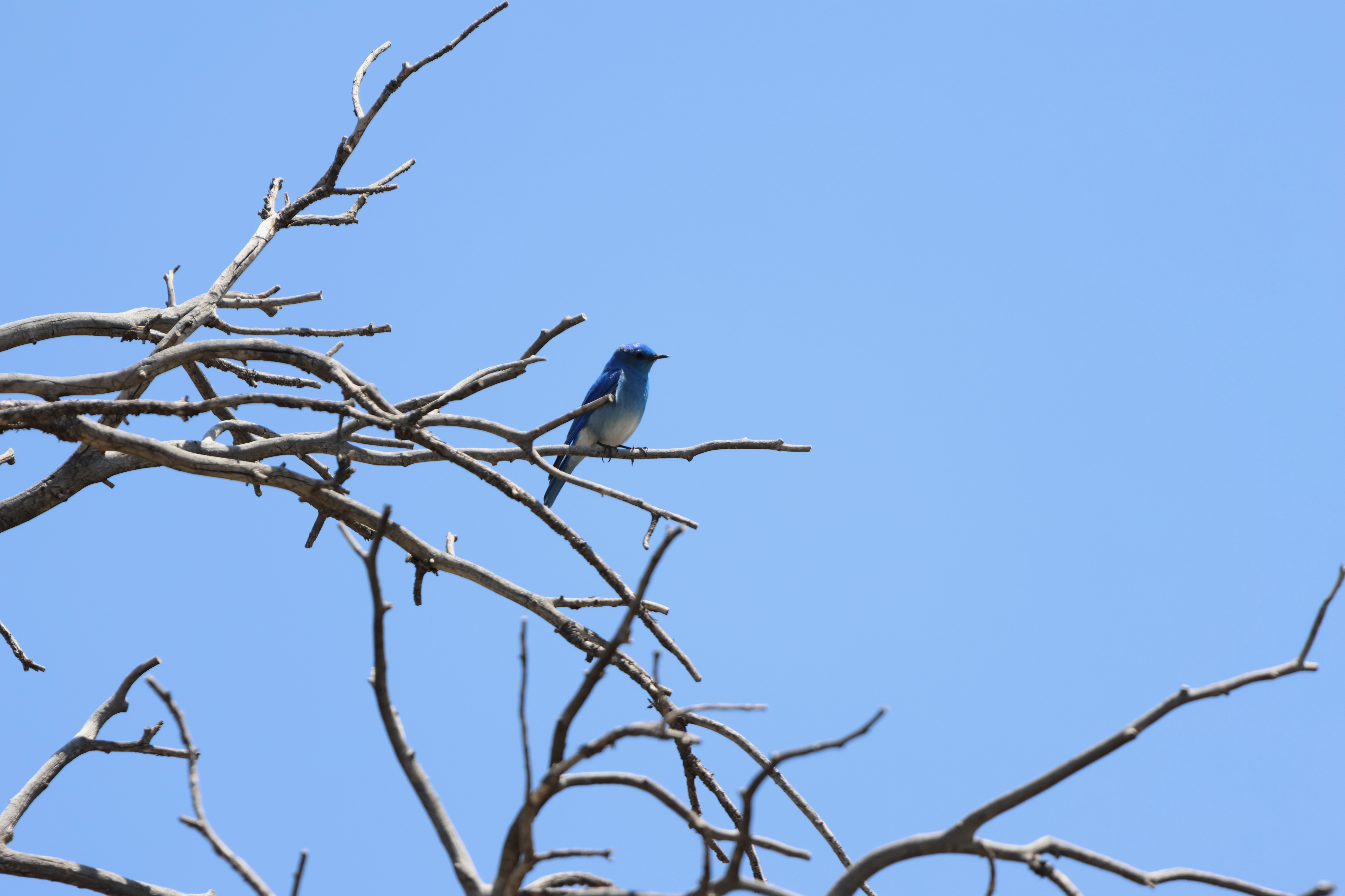 Mountain Bluebird