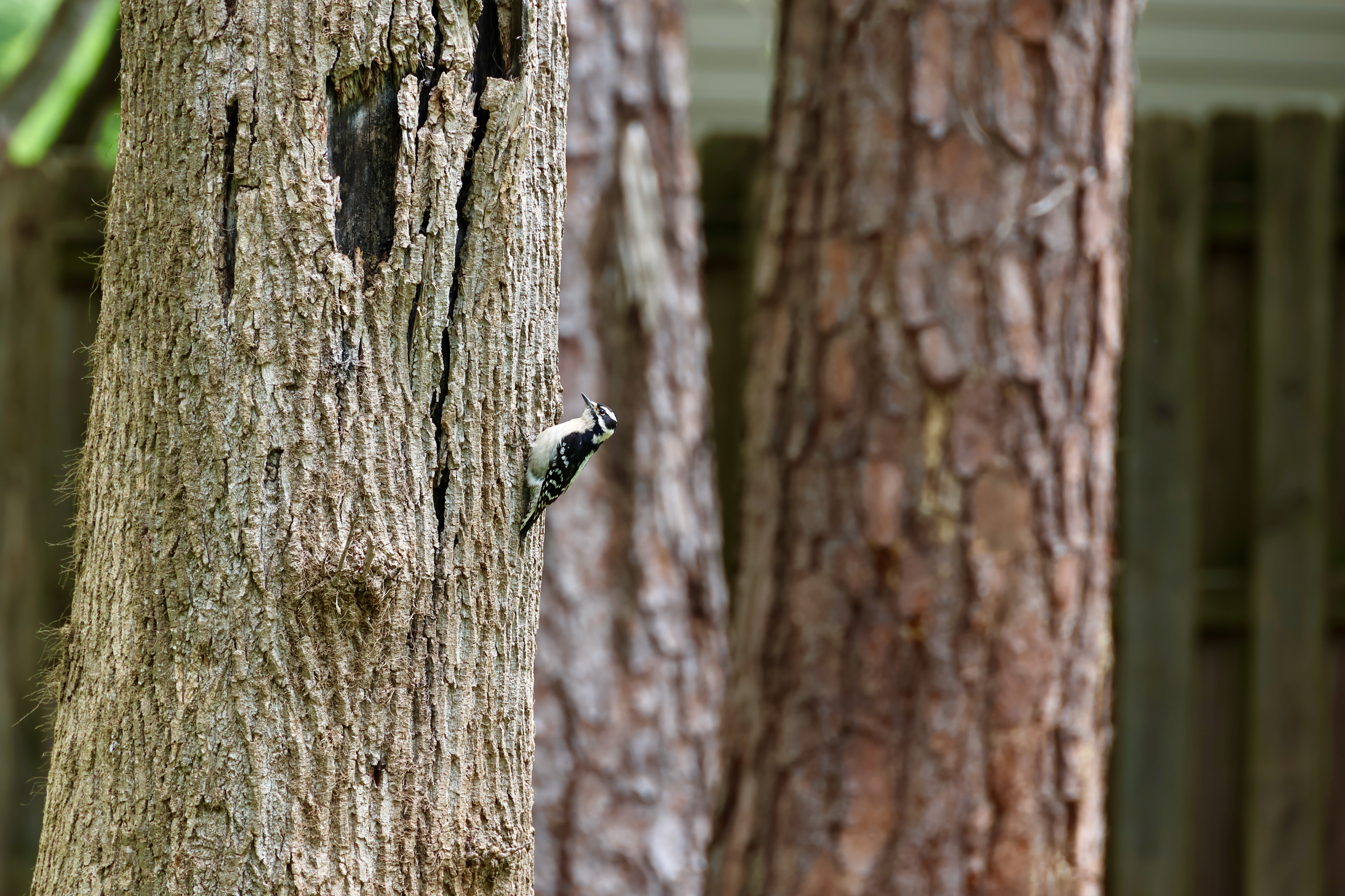 Downy Woodpecker