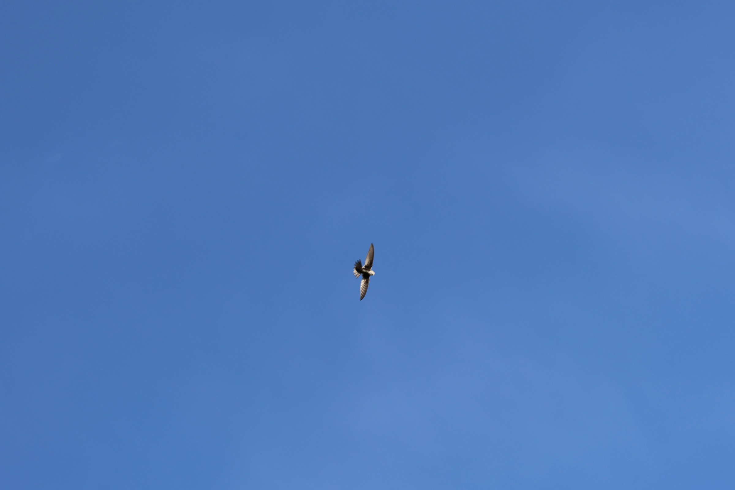 White-throated Swift