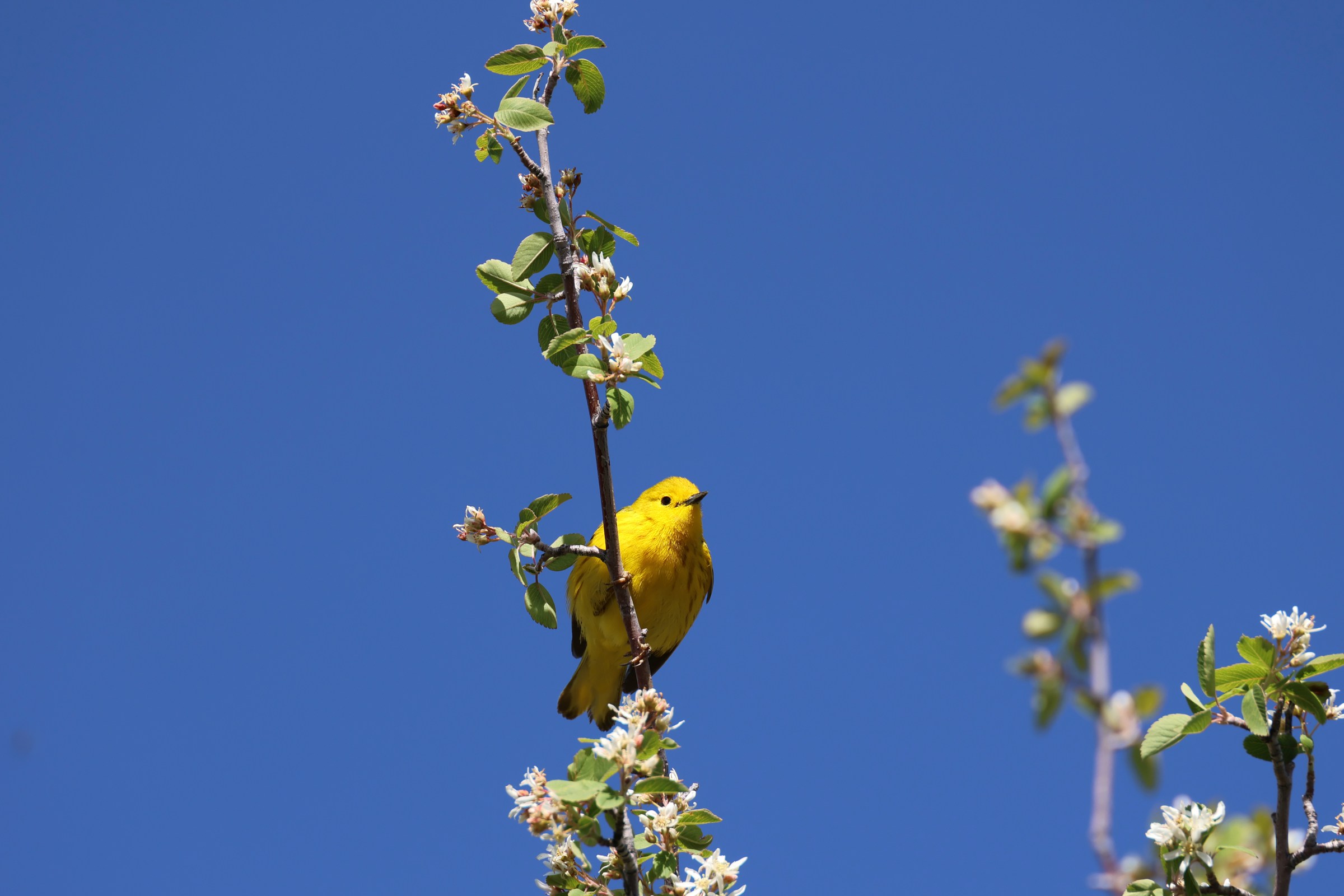 Yellow Warbler
