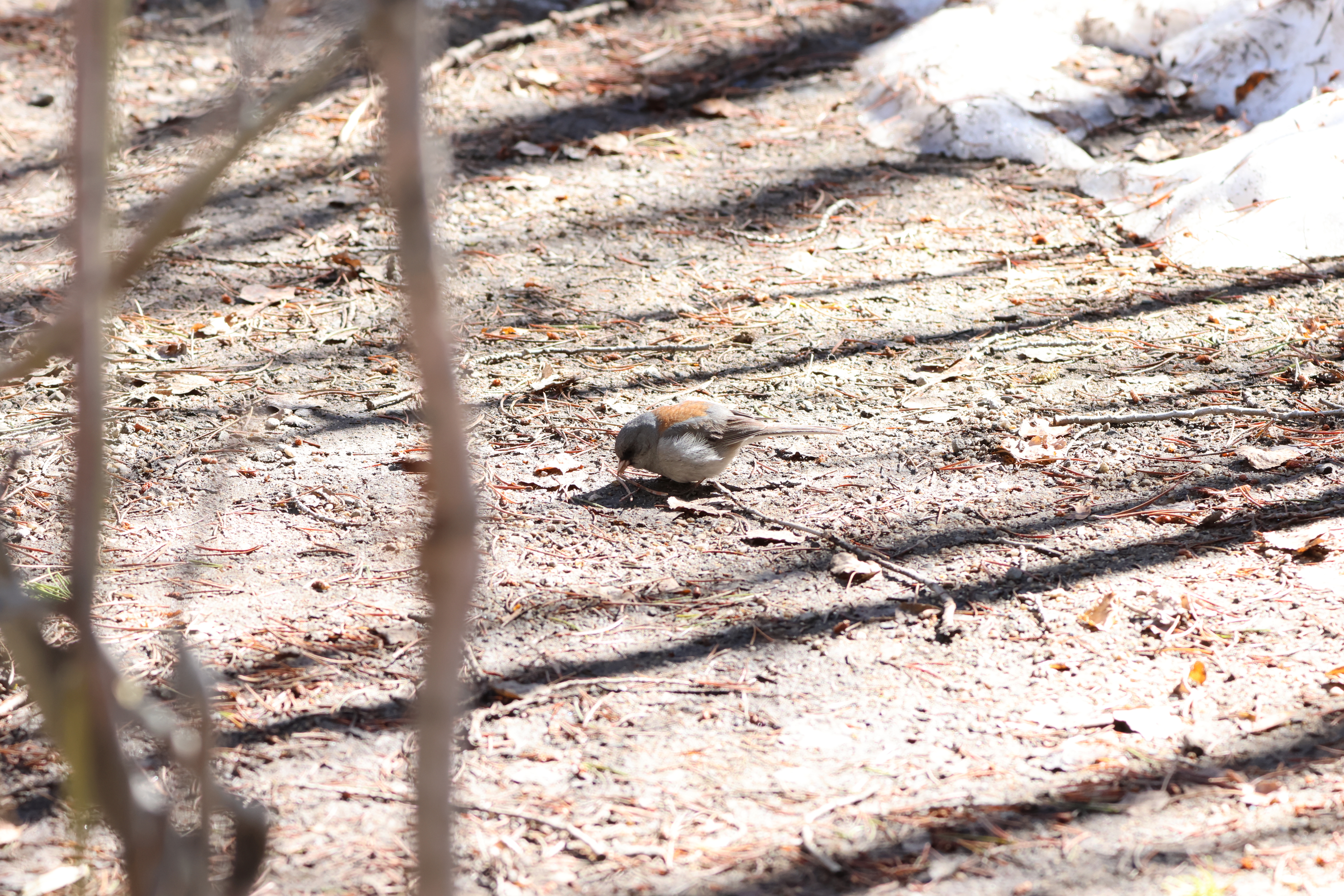 Dark-eyed Junco