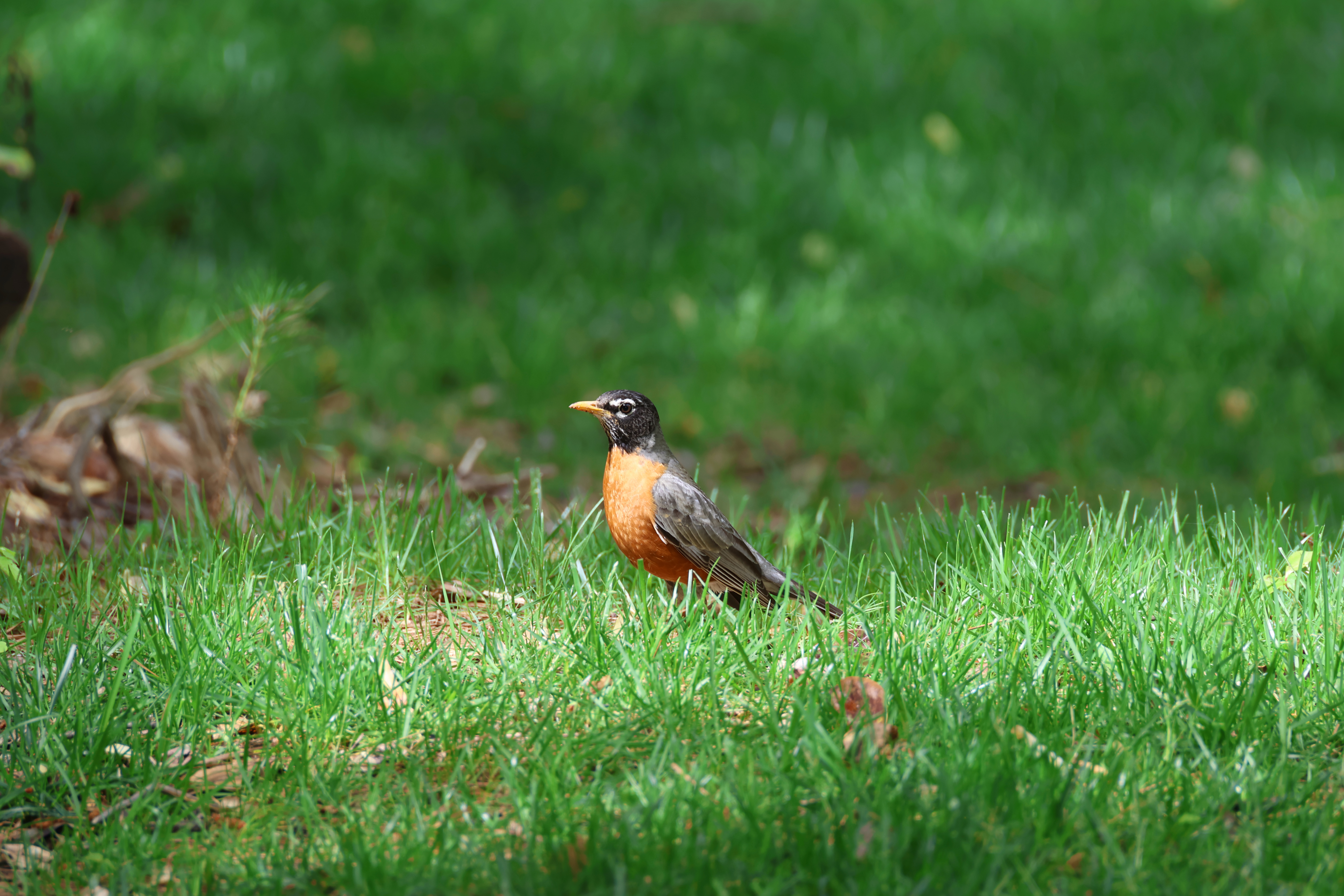 American Robin