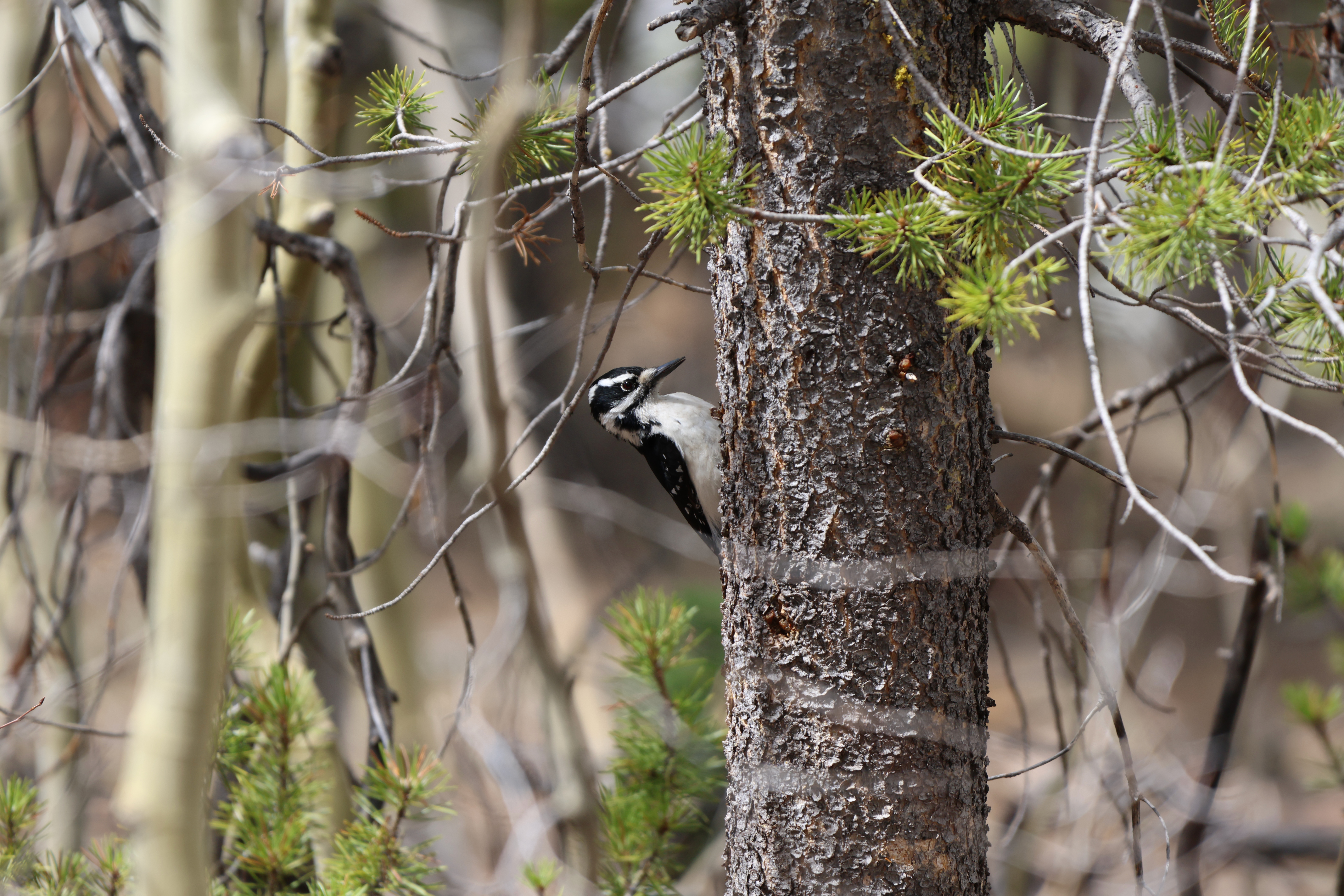 Hairy Woodpecker