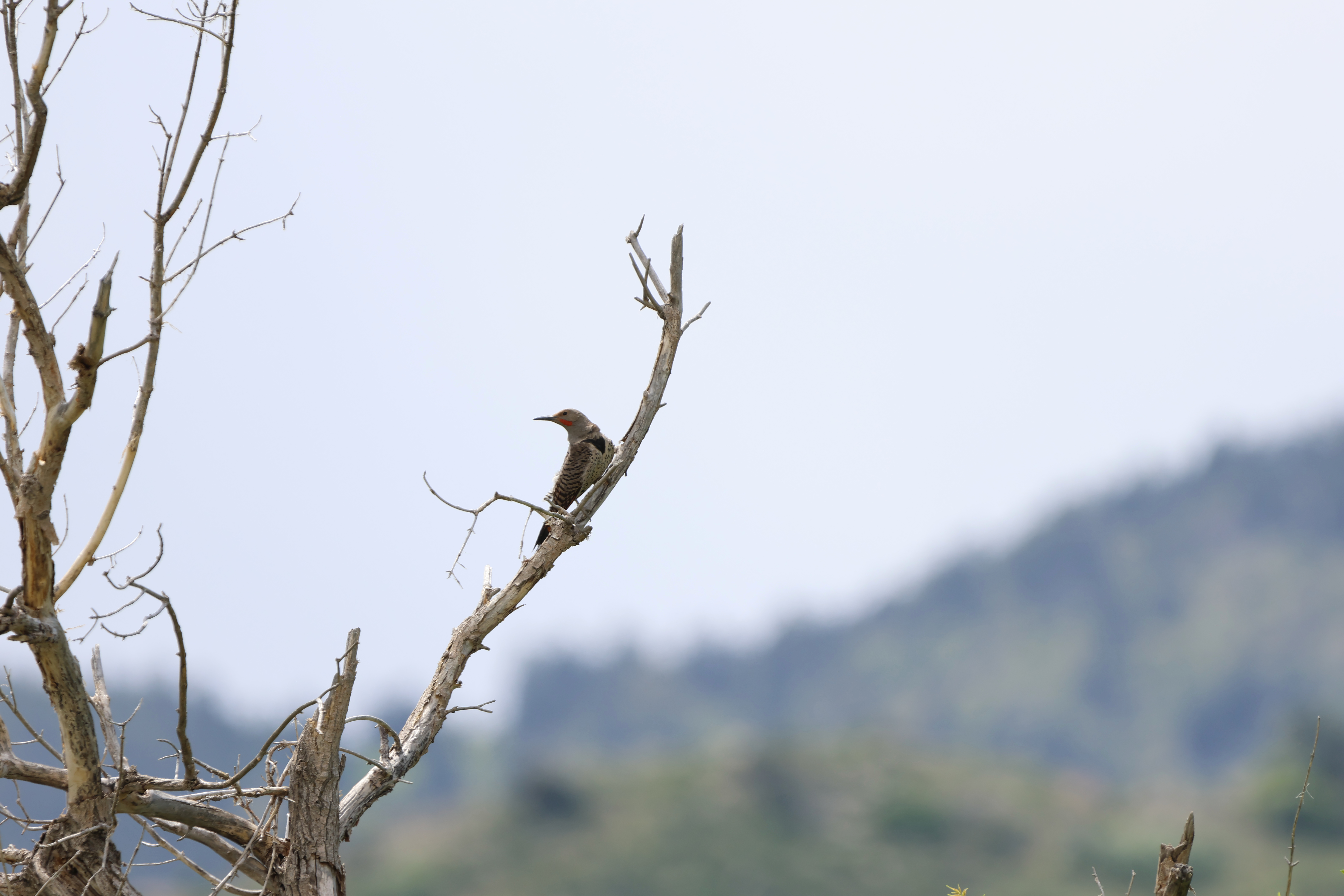 Northern Flicker