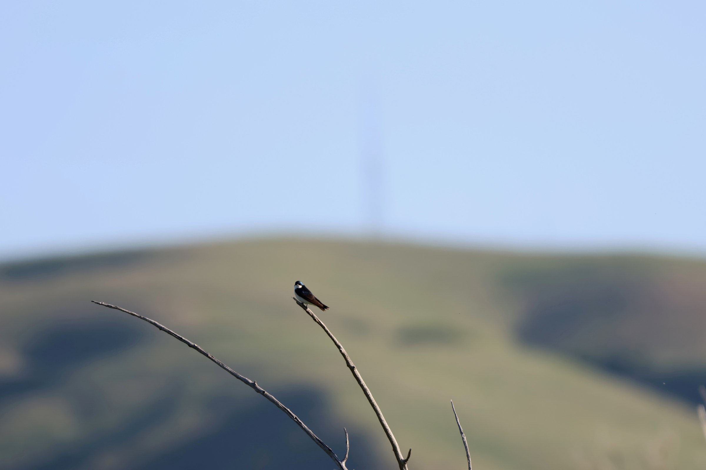 Tree Swallow
