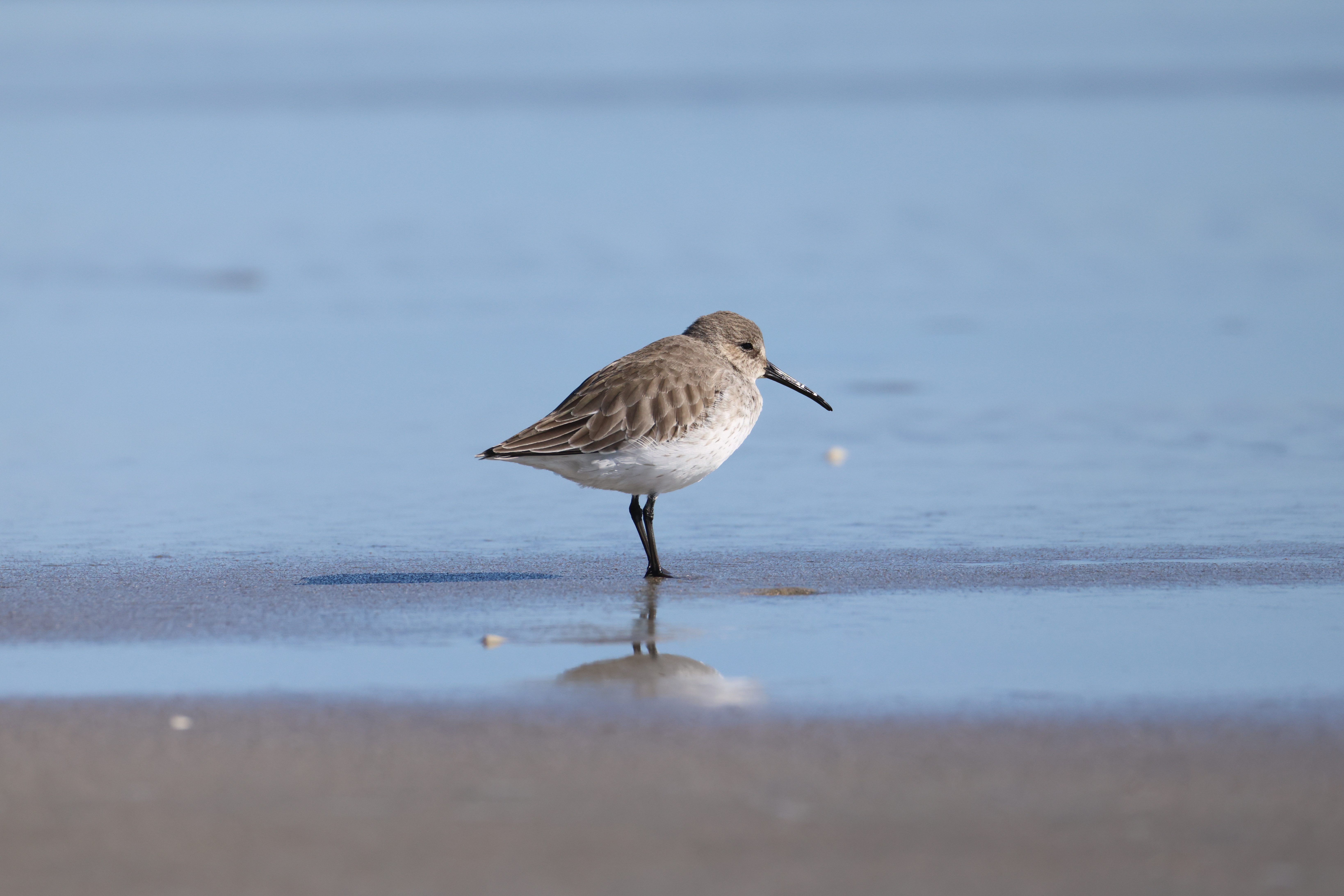 Dunlin