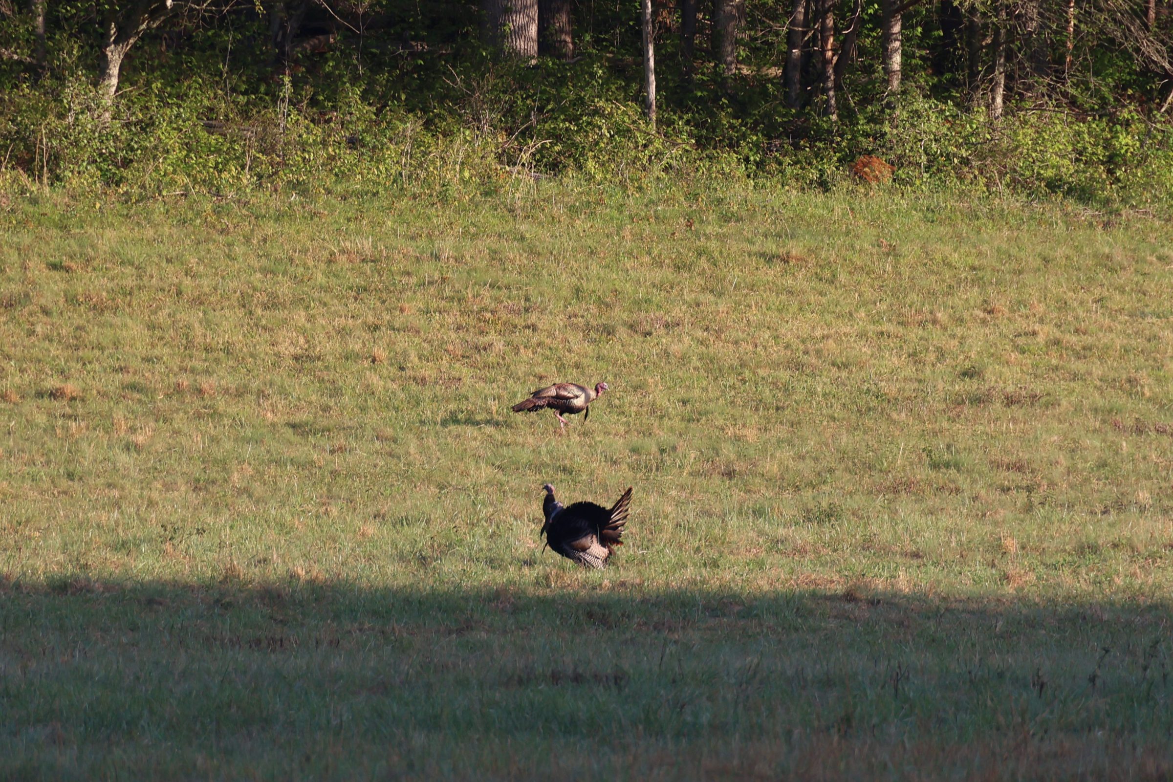 Wild Turkey