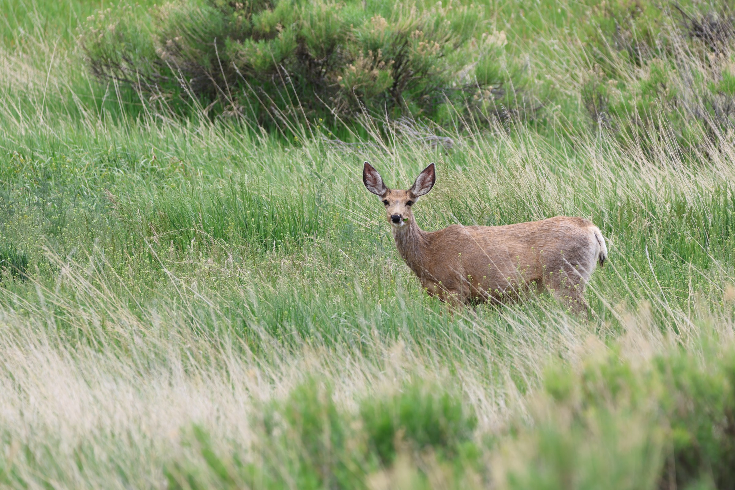 Mule Deer
