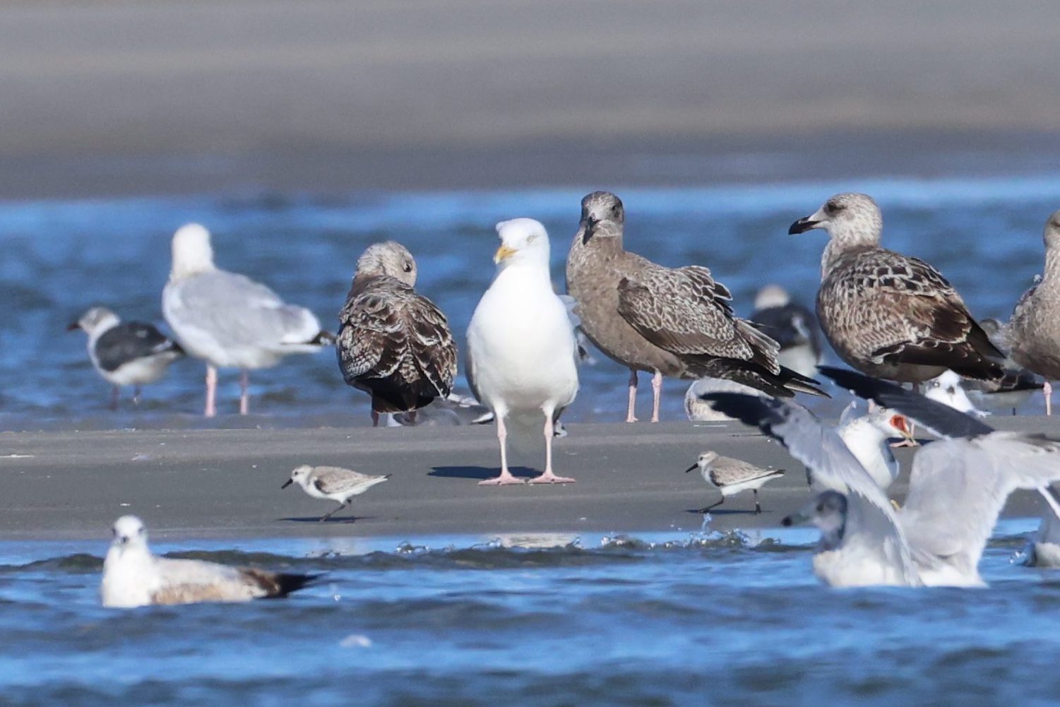Herring Gull
