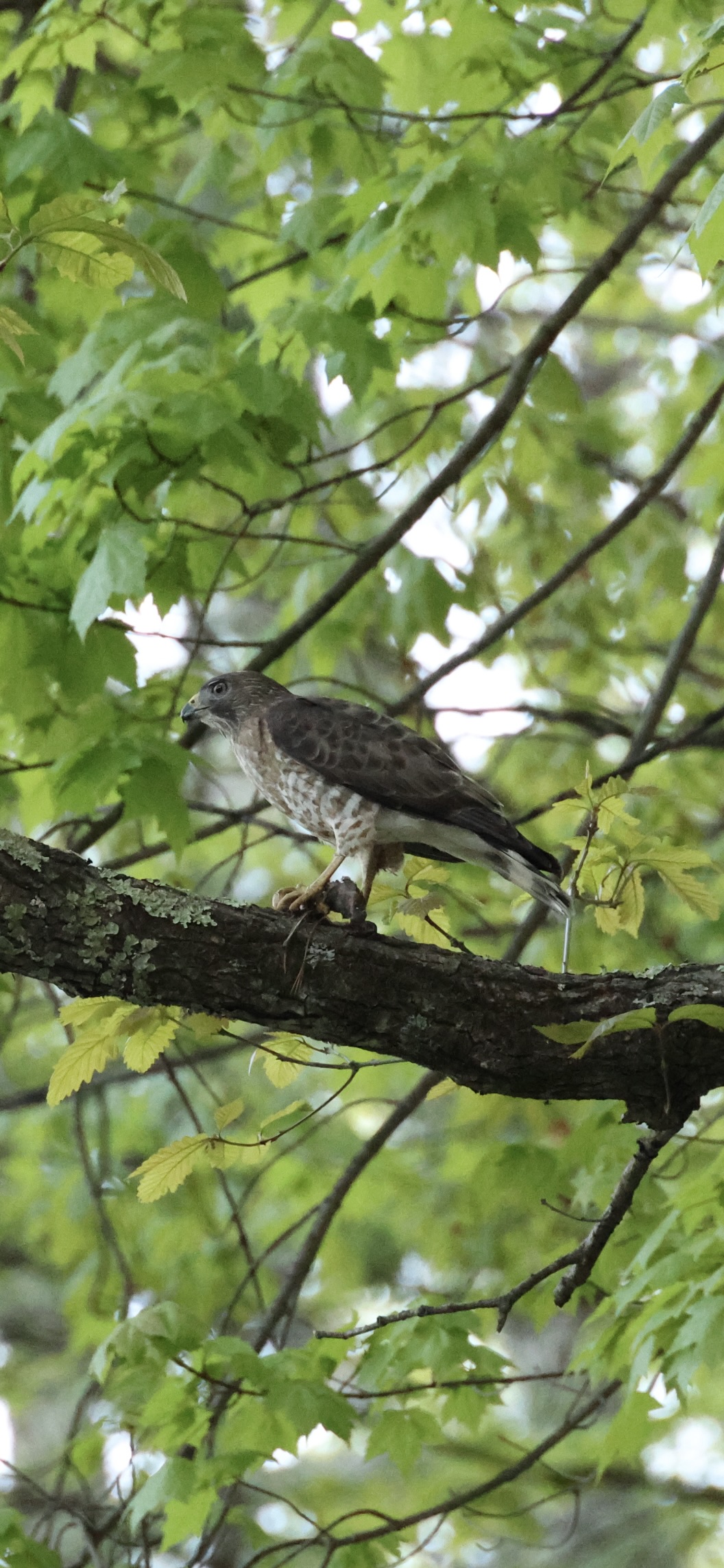 Broad-winged Hawk