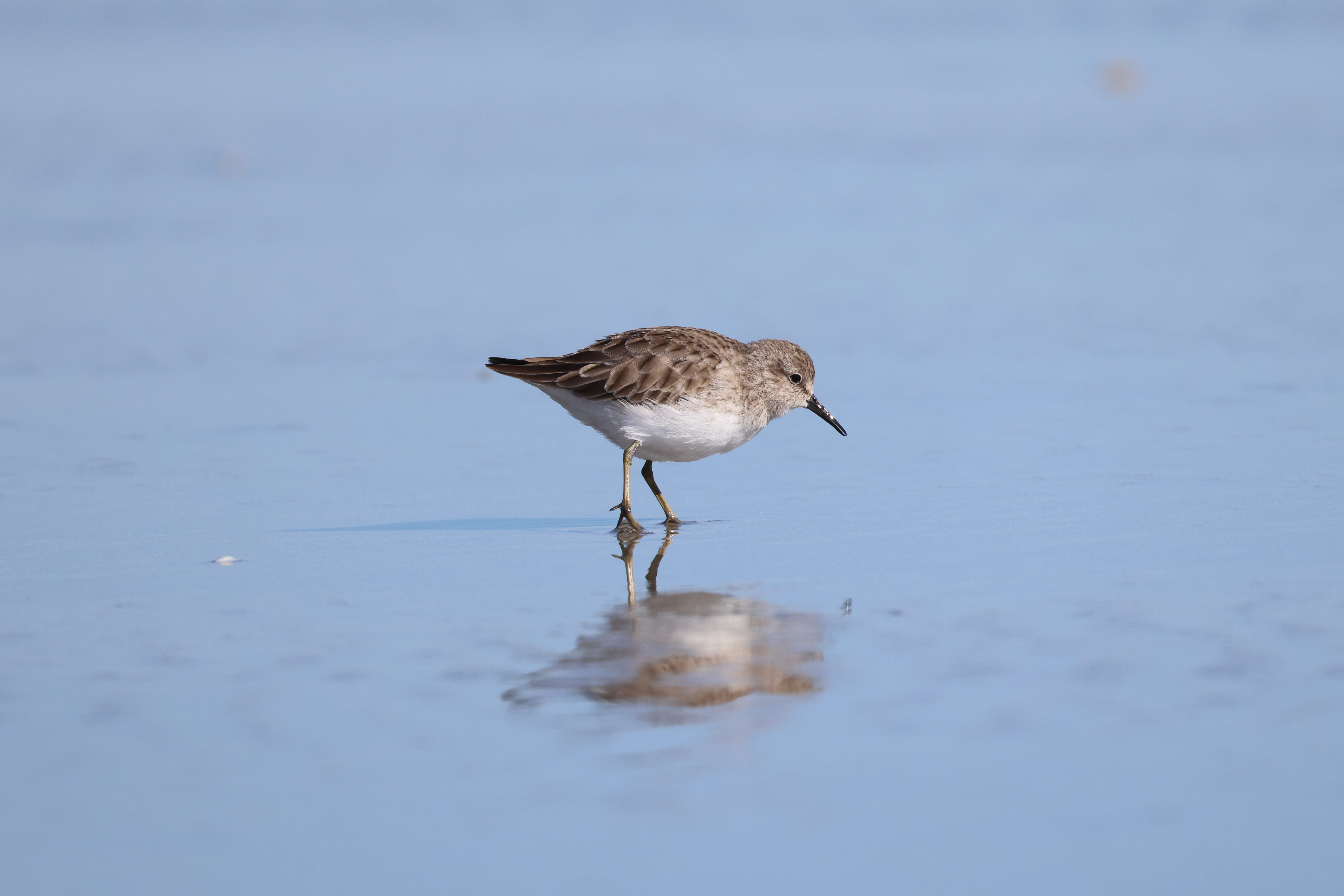 Least Sandpiper