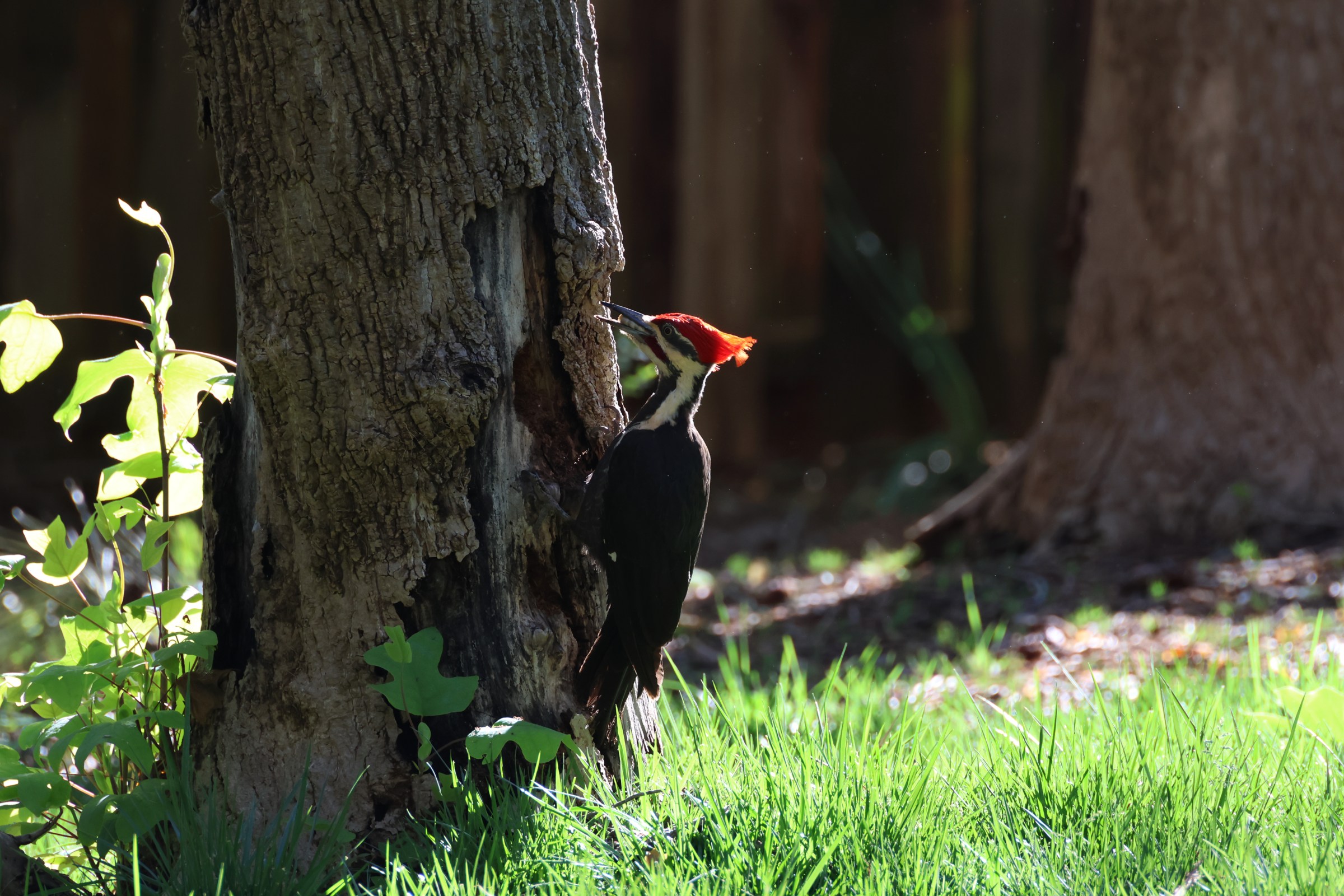 Pileated Woodpecker