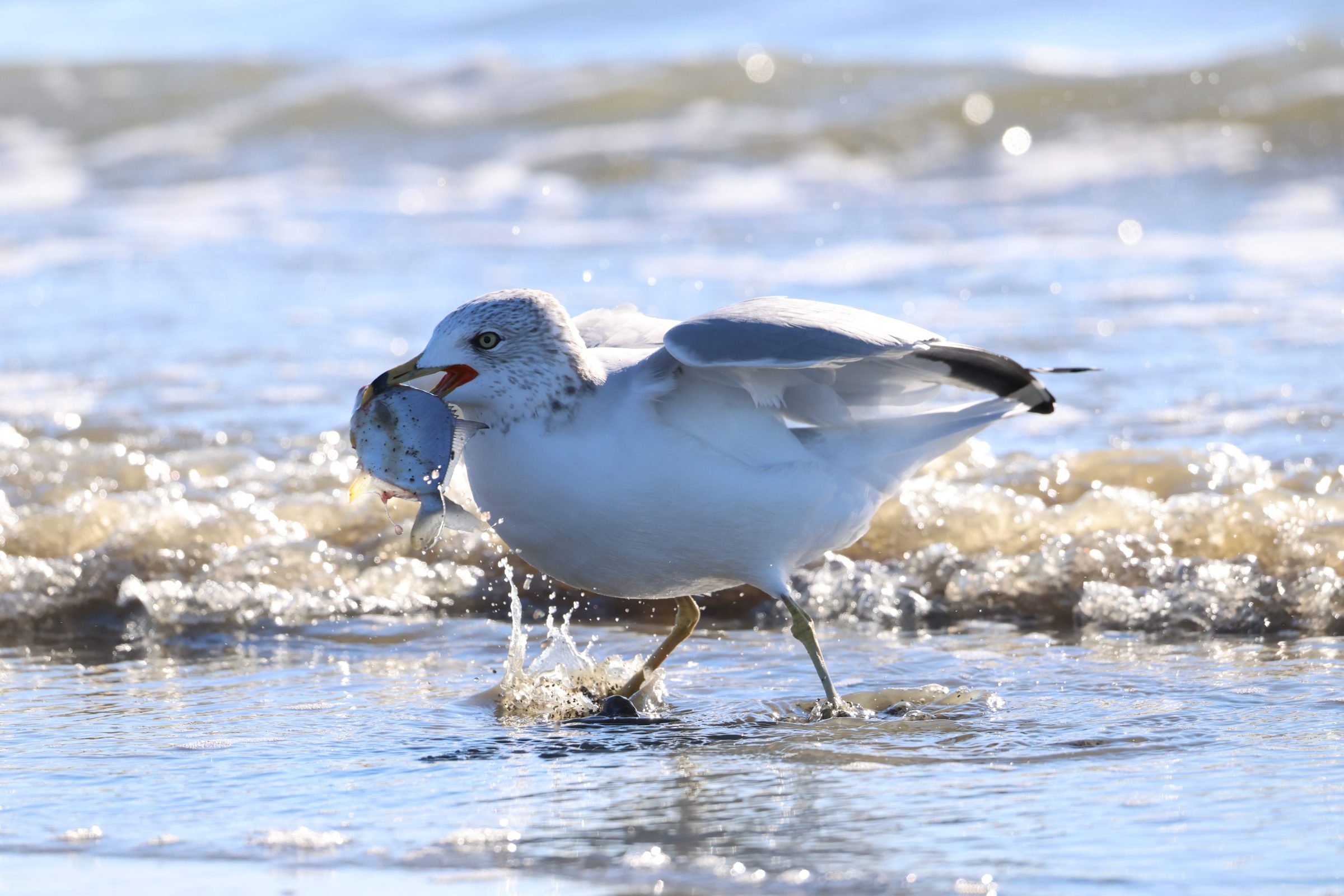 Ring-billed Gull
