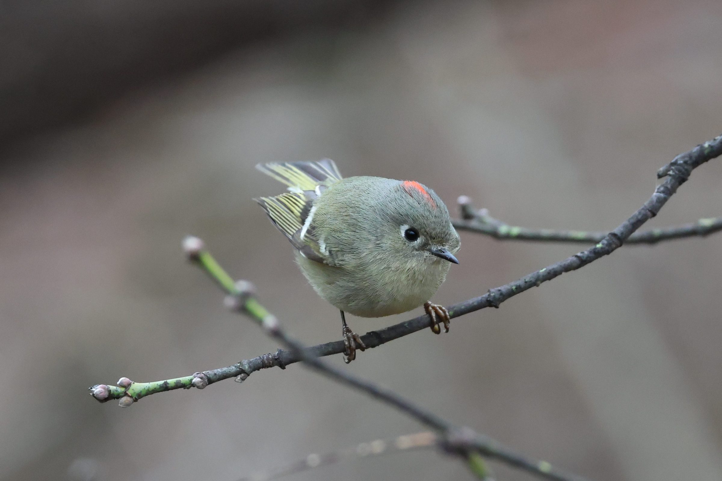 Ruby-crowned Kinglet