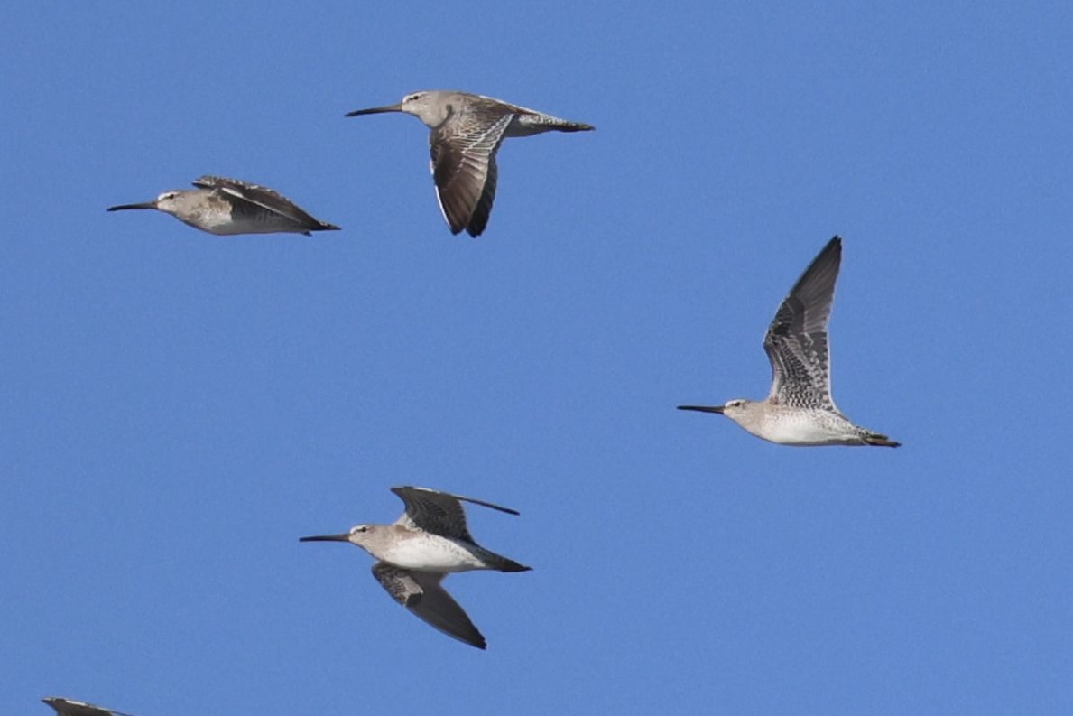 Short-billed Dowitcher