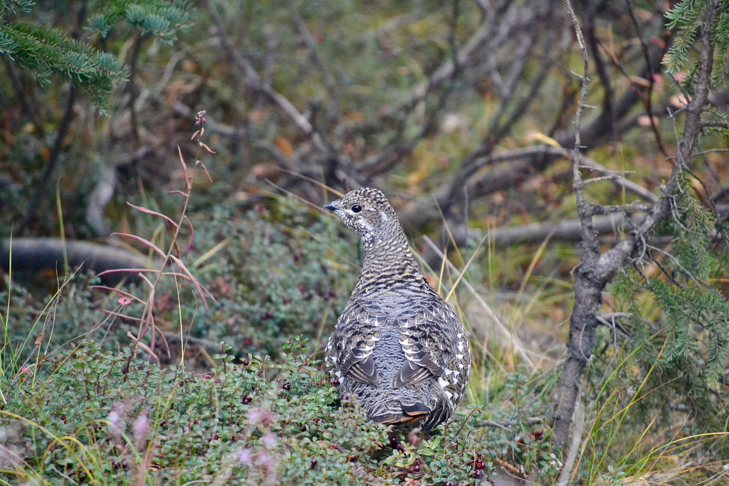 Spruce Grouse