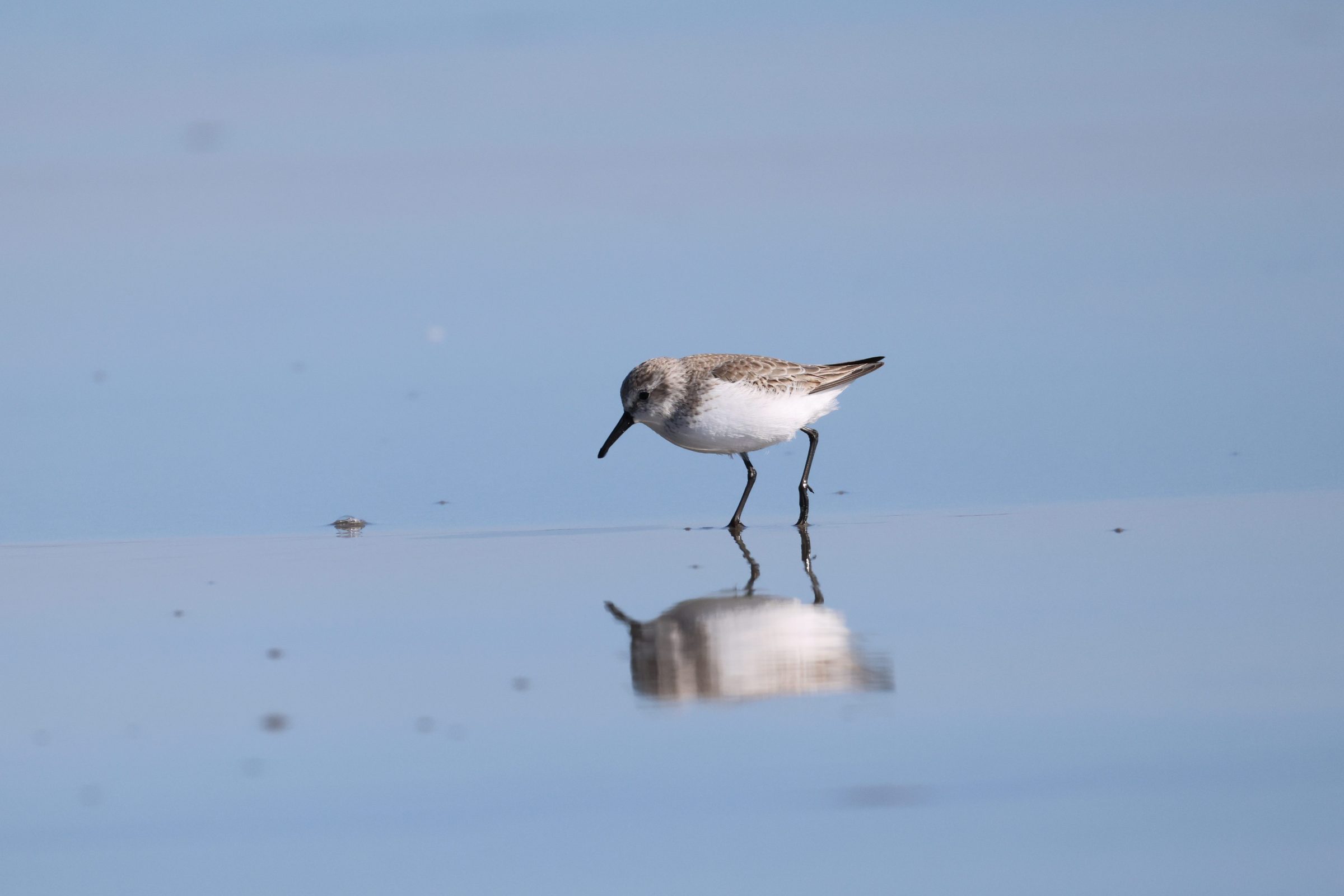 Western Sandpiper