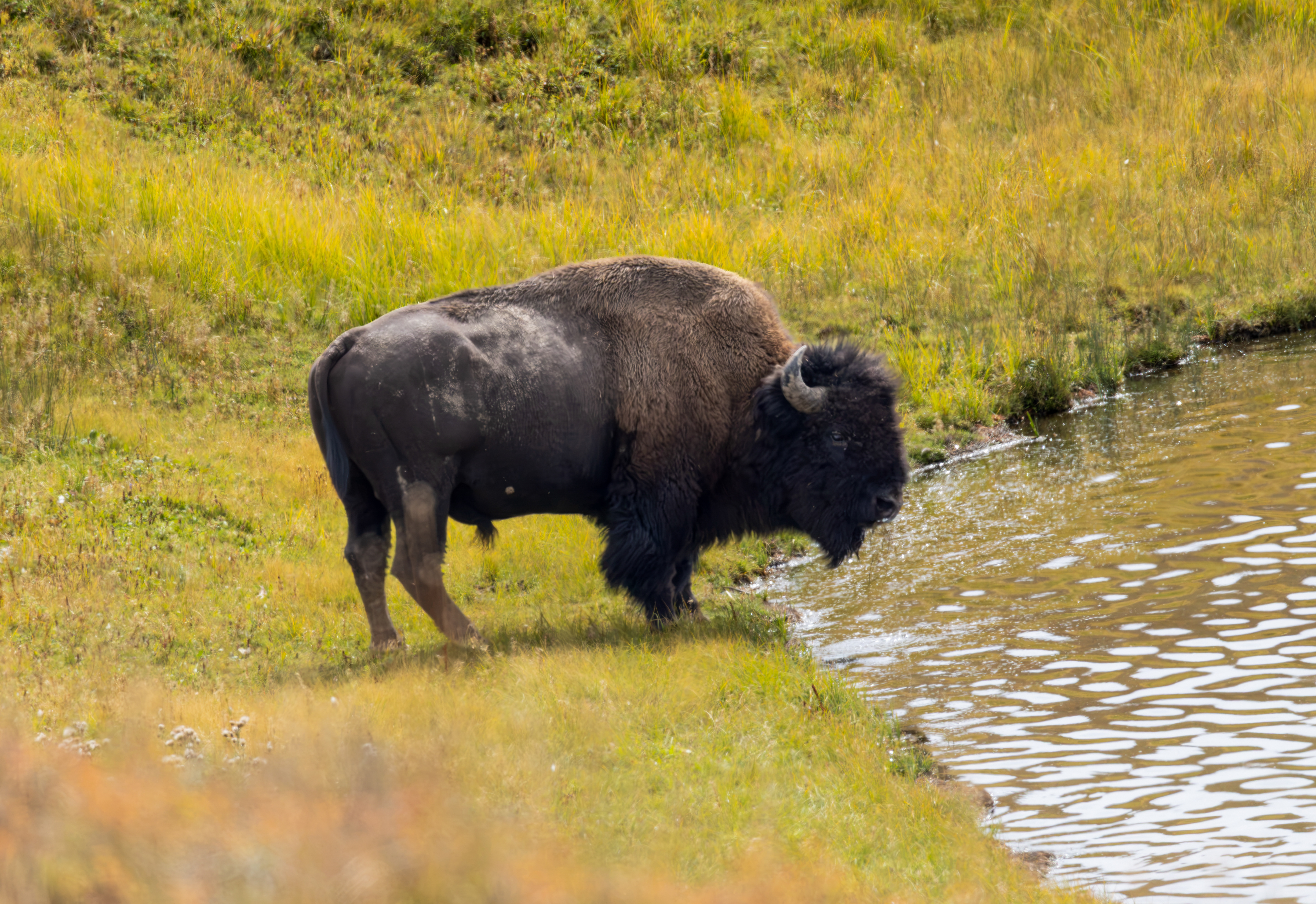 American Bison