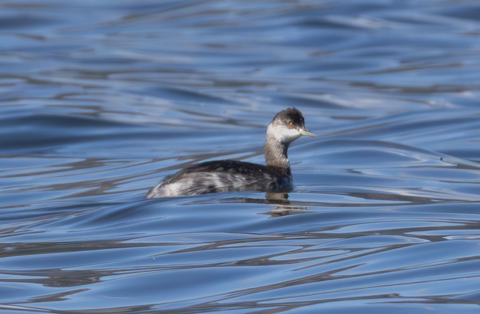 Eared Grebe