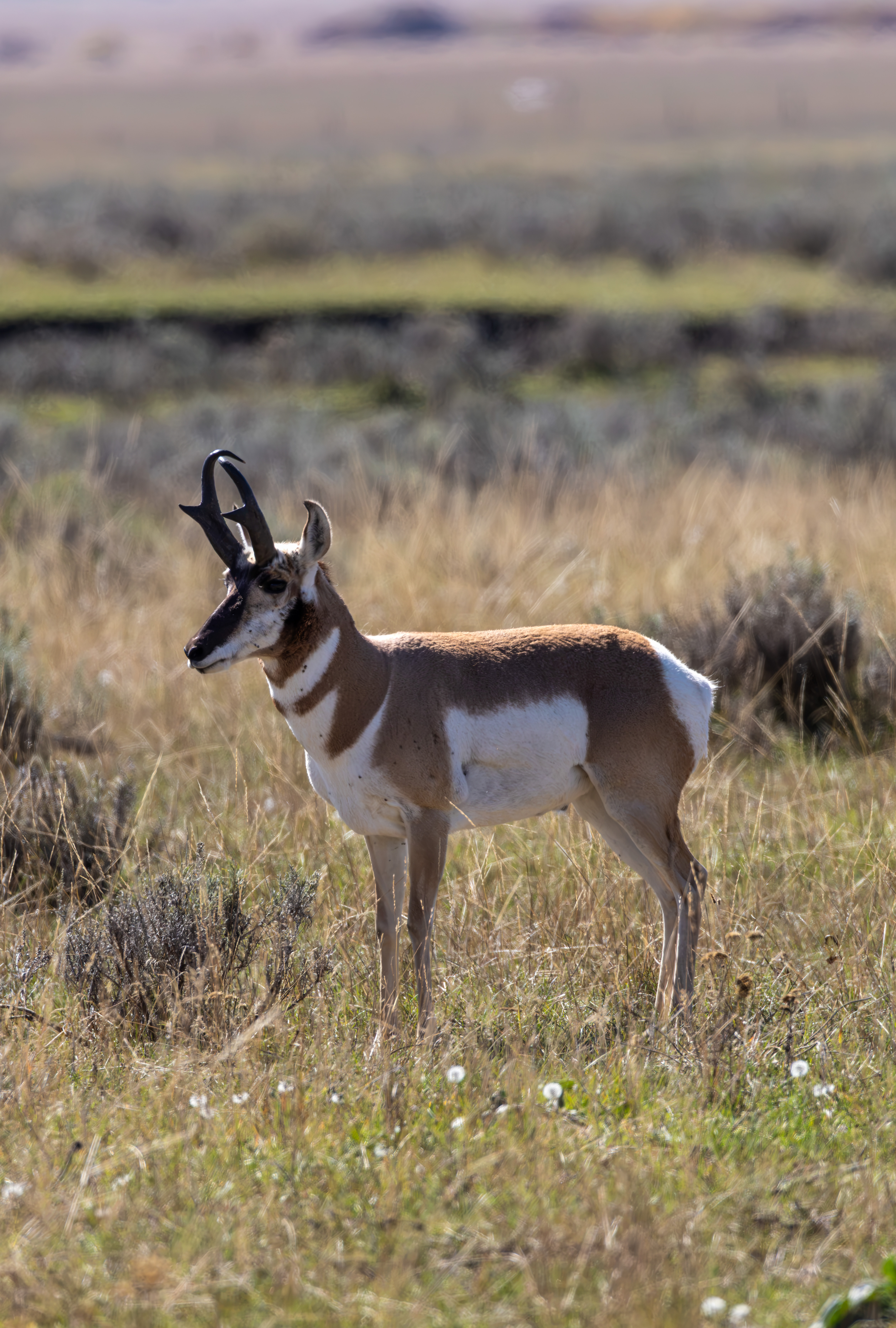 Pronghorn