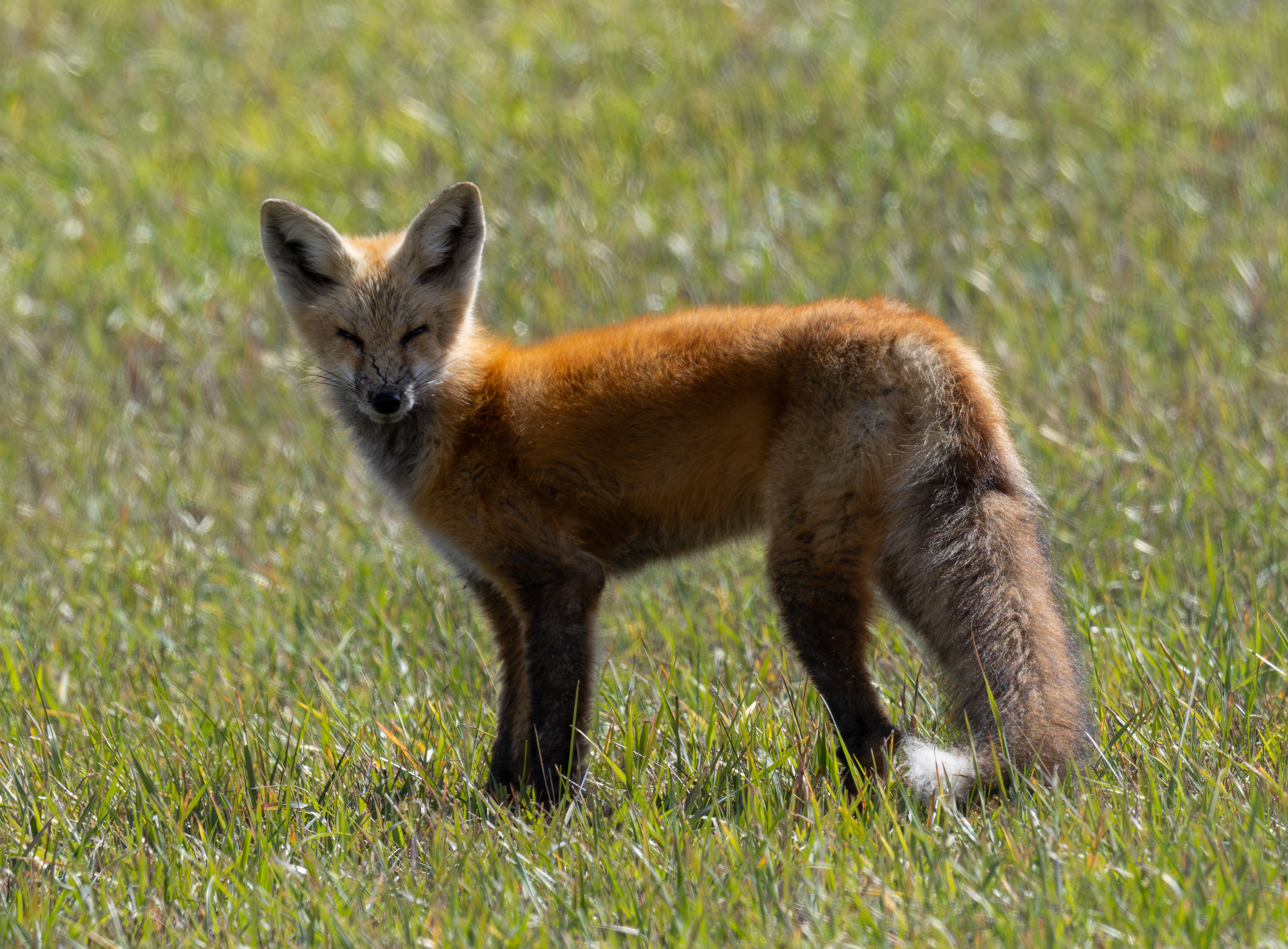 Red Fox