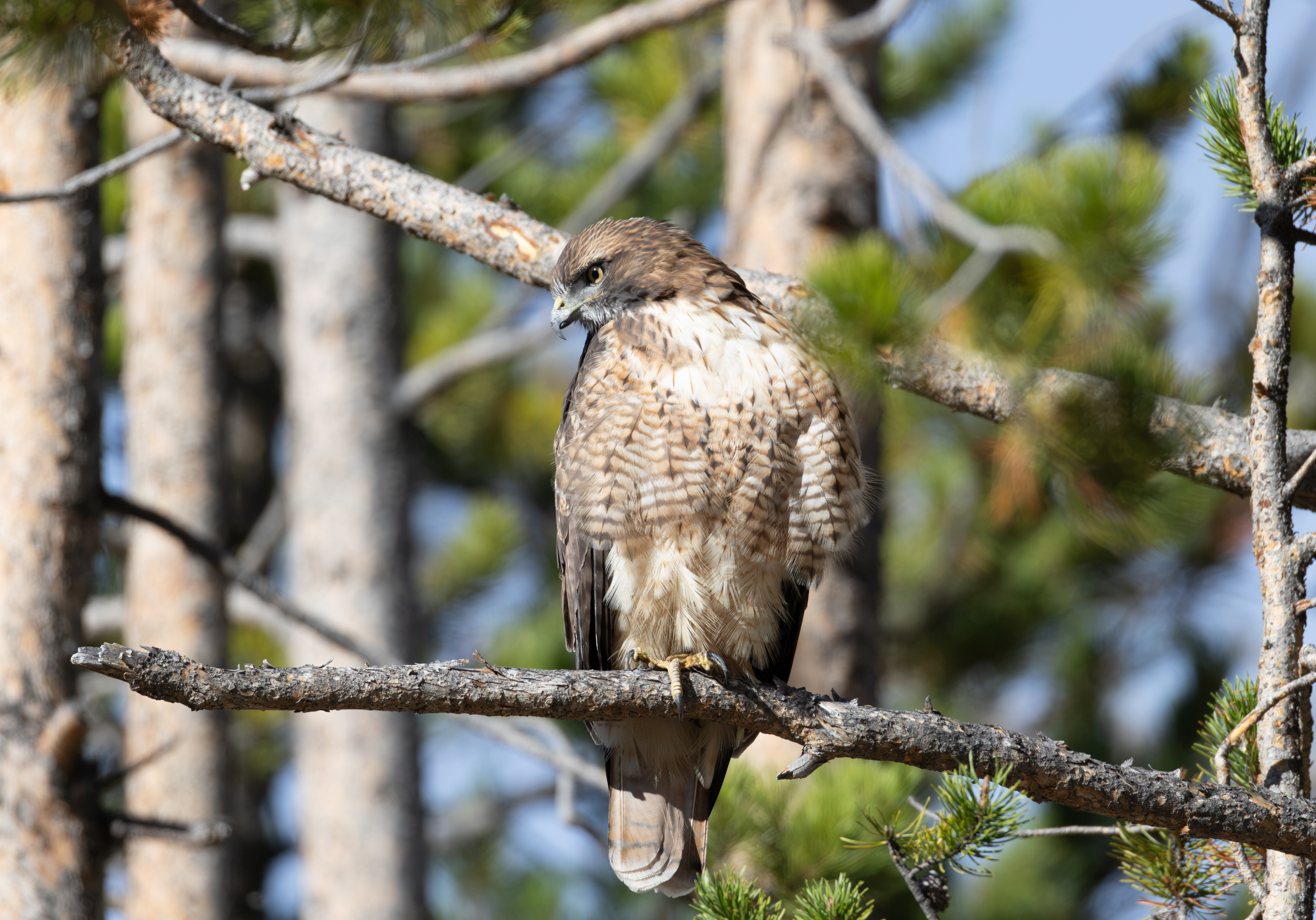 Red-tailed Hawk