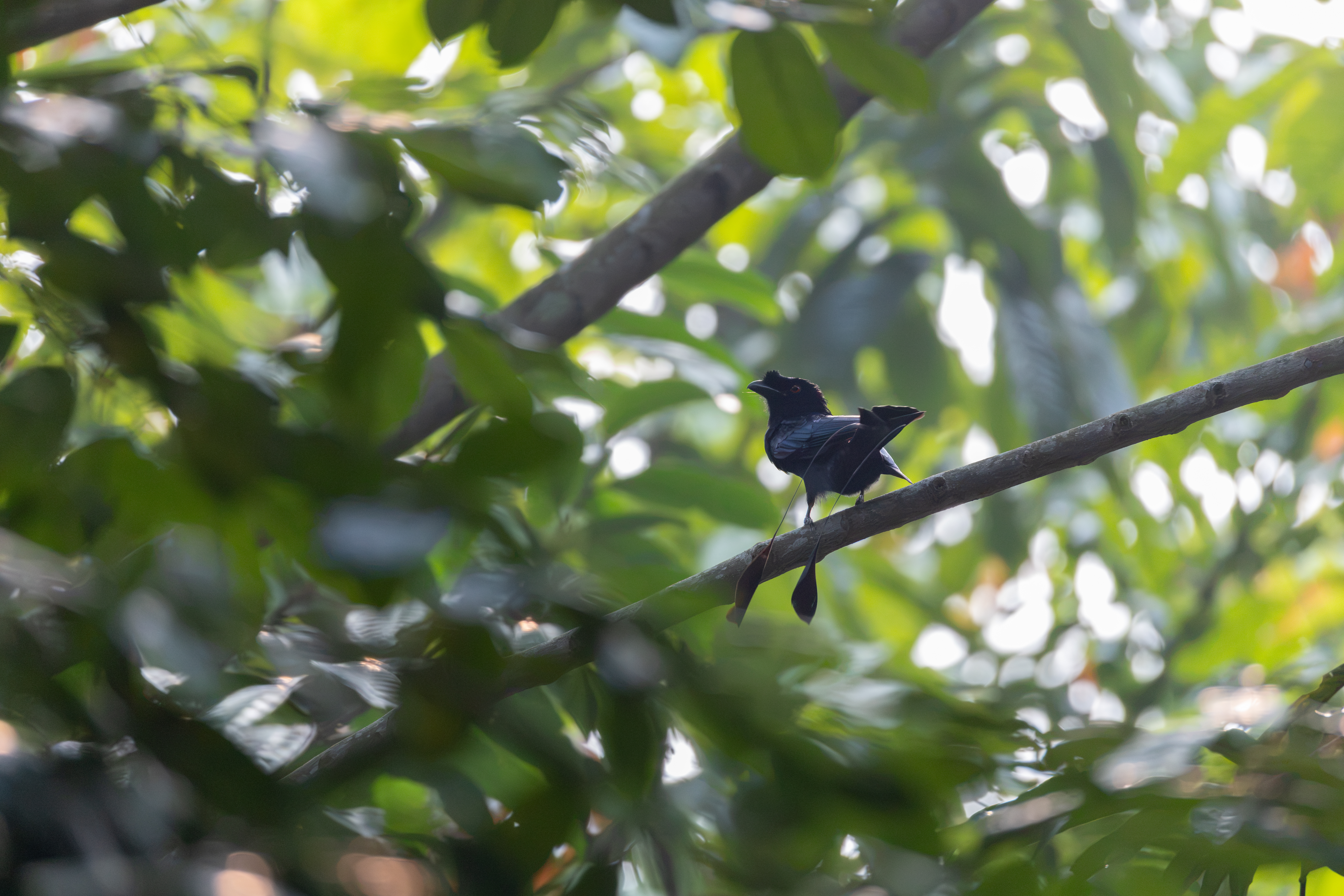 Greater Racket-tailed Drongo