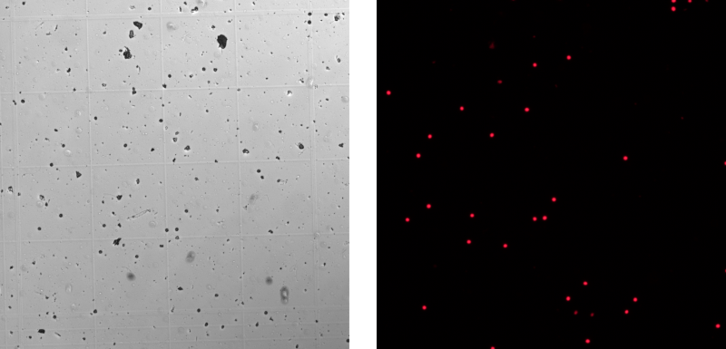 Github Grishagin Cellcounting Two Imagej Plugins To Count Mammalian - Geometric Art Collection - 4K Quality