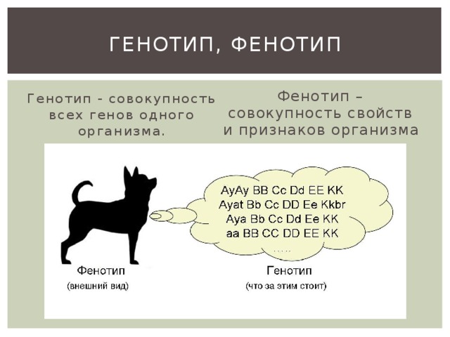 Skachat prezentaciyu na temu genetika cheloveka prezent — иллюстрация 5