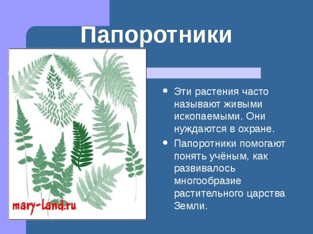 Разнообразие растений на Земле