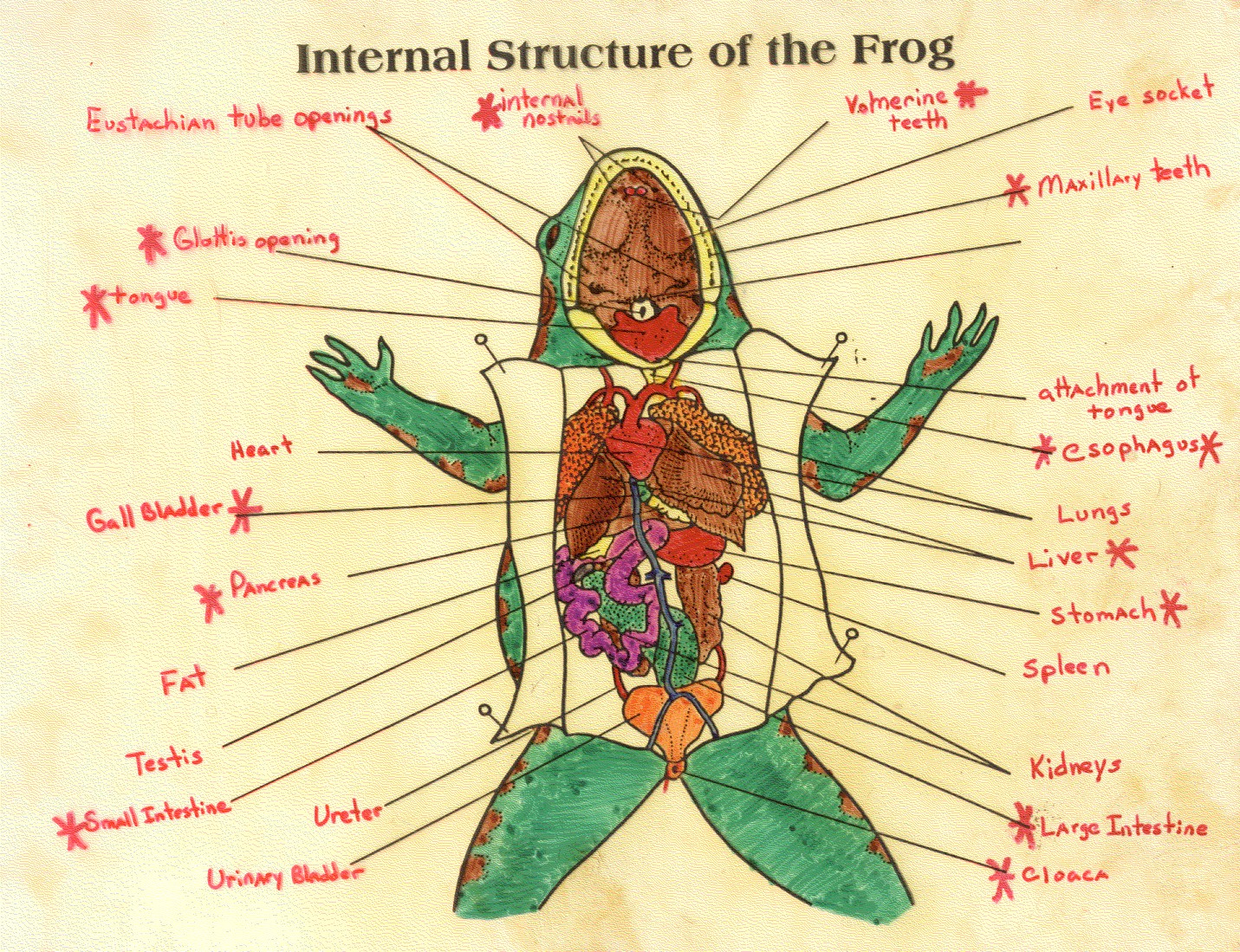 Frog internal diagram