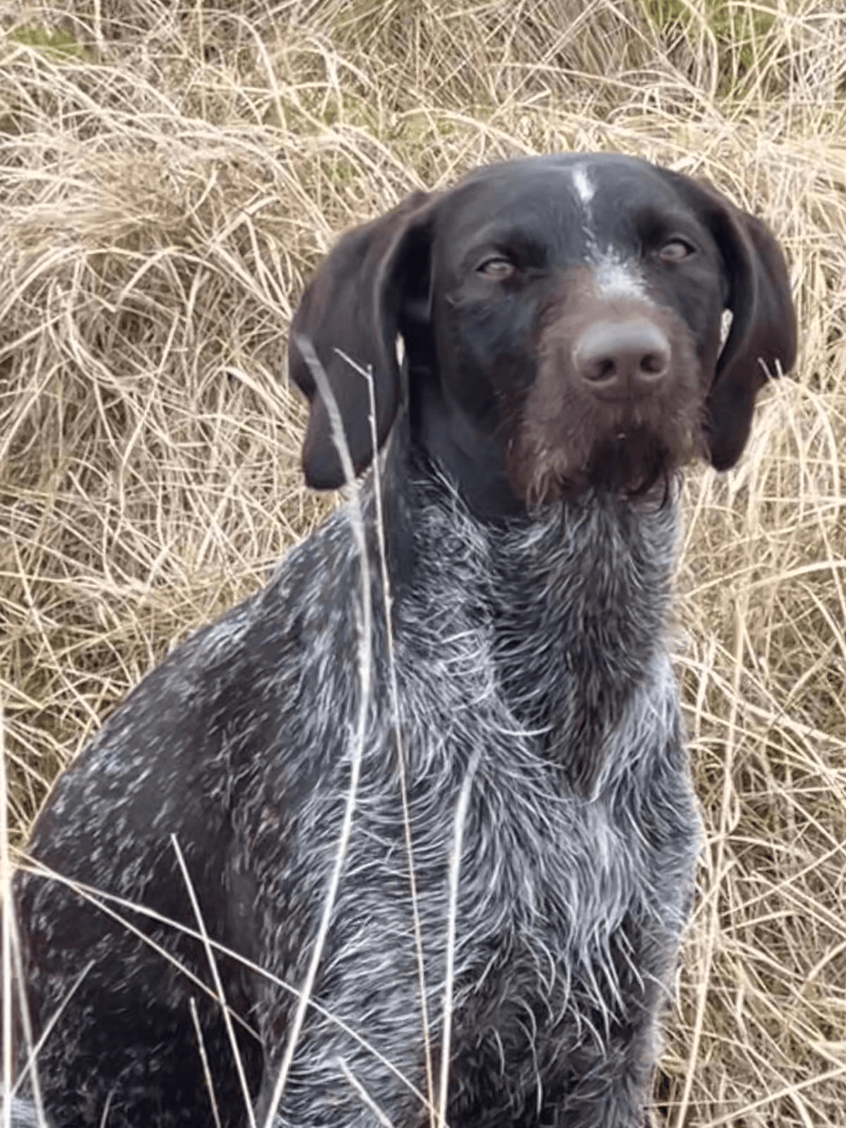 German Wirehaired Pointer sitting in cover