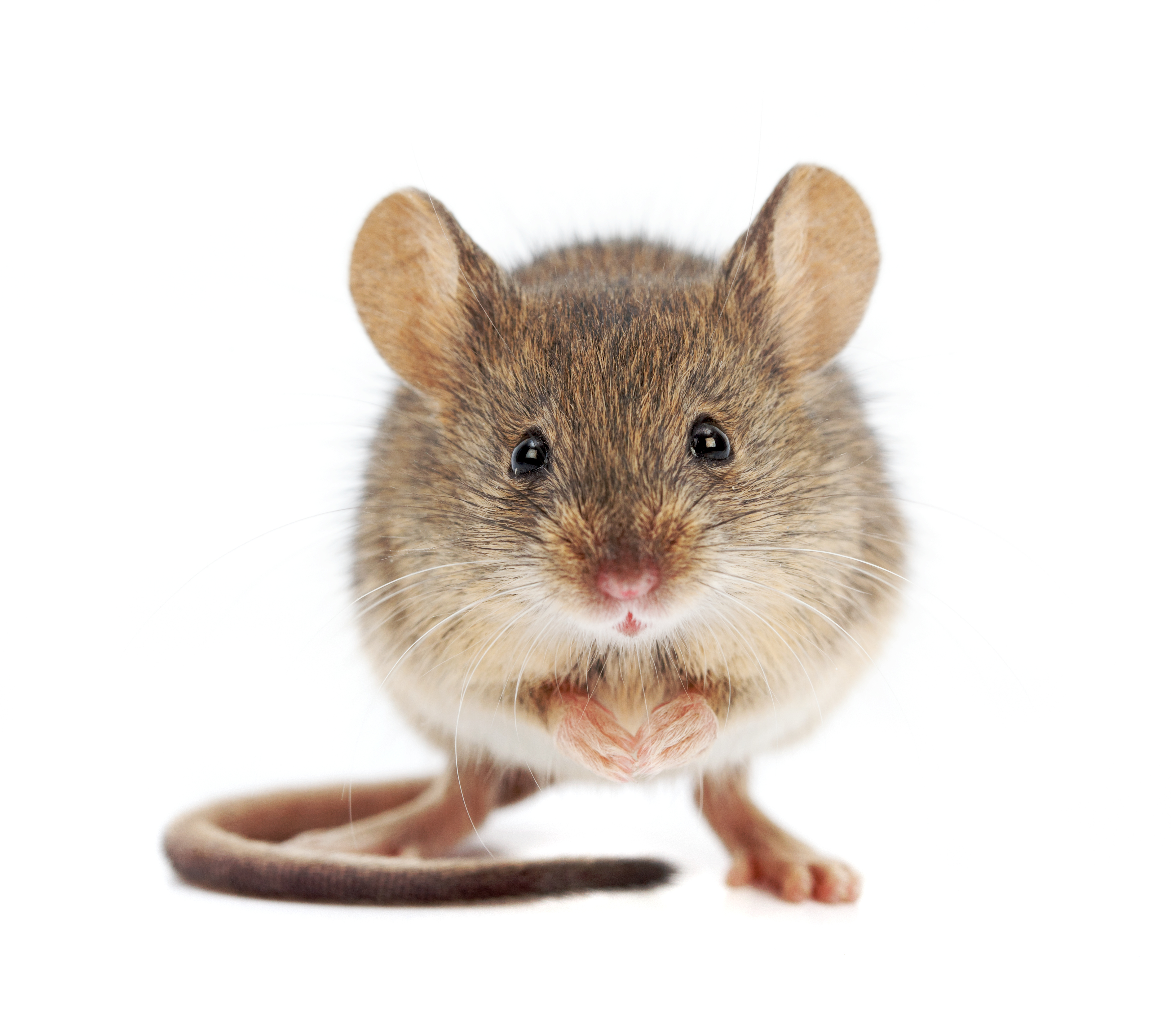 House mouse identification