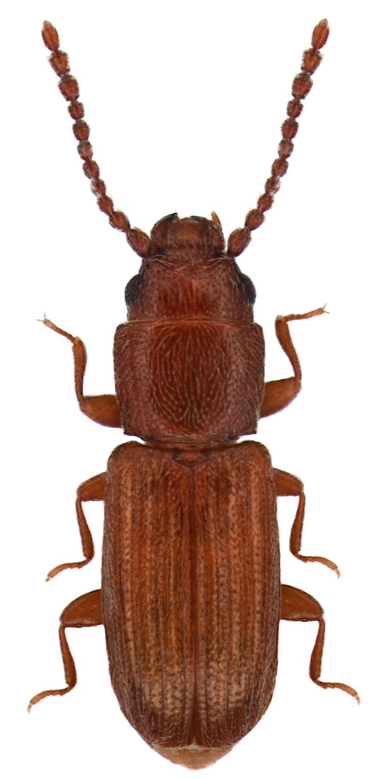 Rusty grain beetle identification