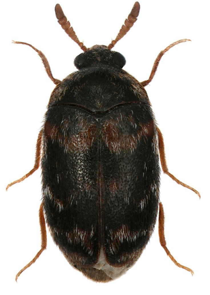 Warehouse beetle identification