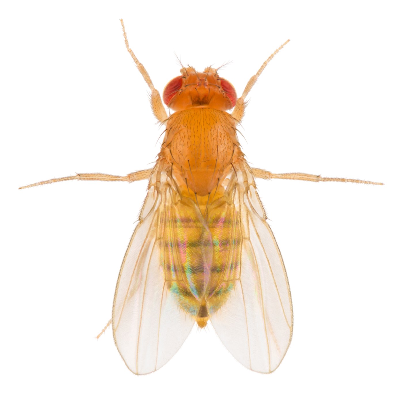 Fruit fly identification