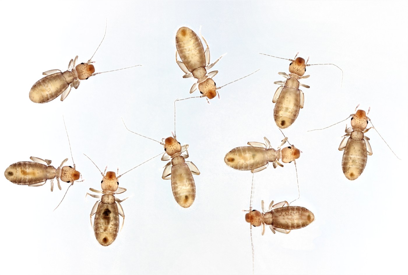 Psocids (booklice) identification