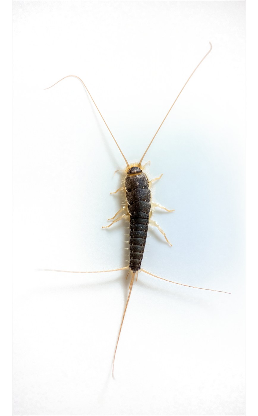 Silverfish identification